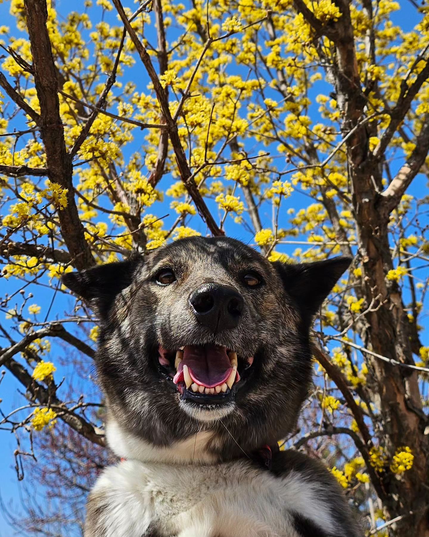 🌼🐶

#꽃개 #창룡문
#20240323