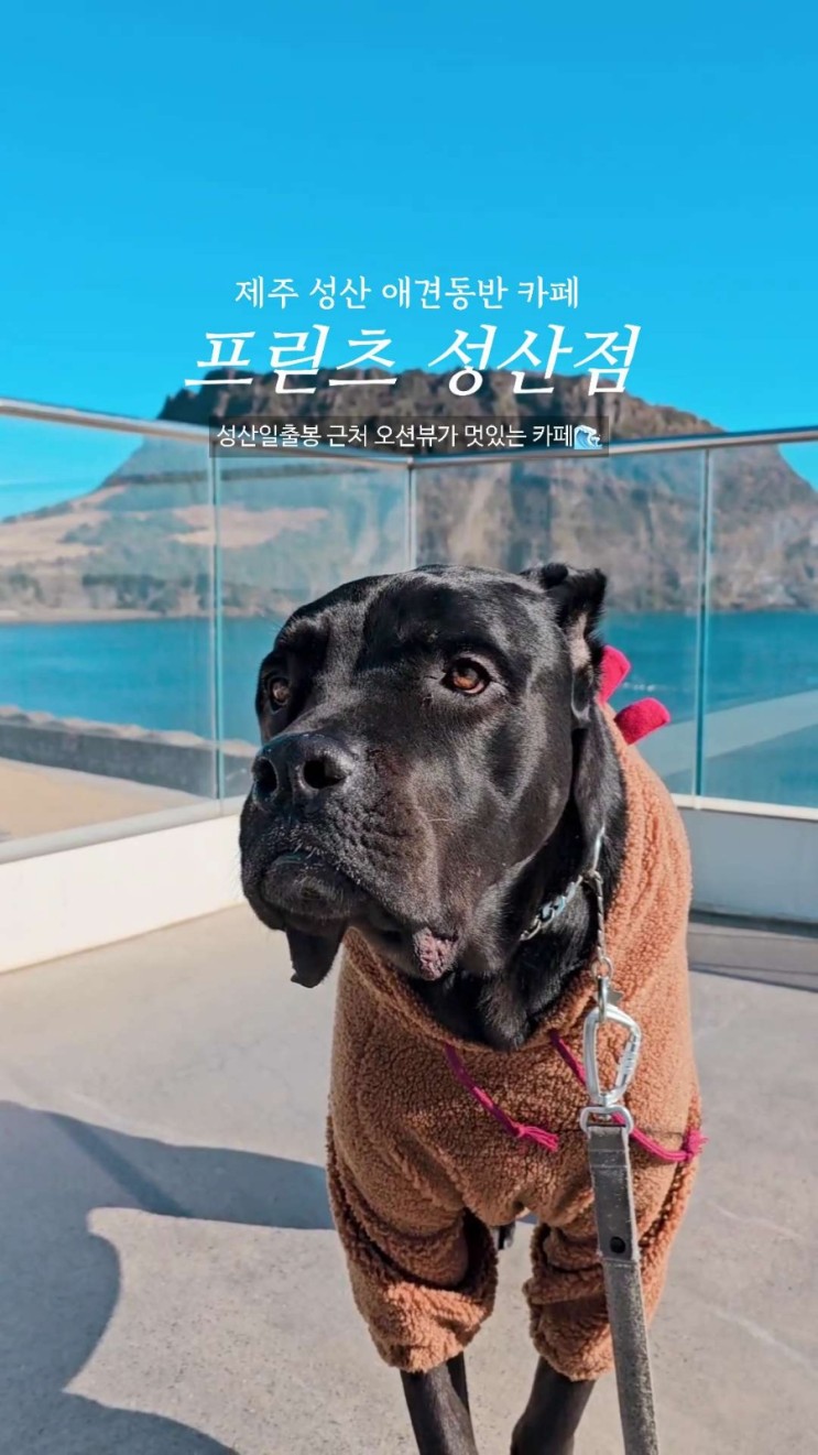 제주 성산 카페 '프릳츠 성산점'/애견동반 대형견 가능 성산일출봉 근처 카페