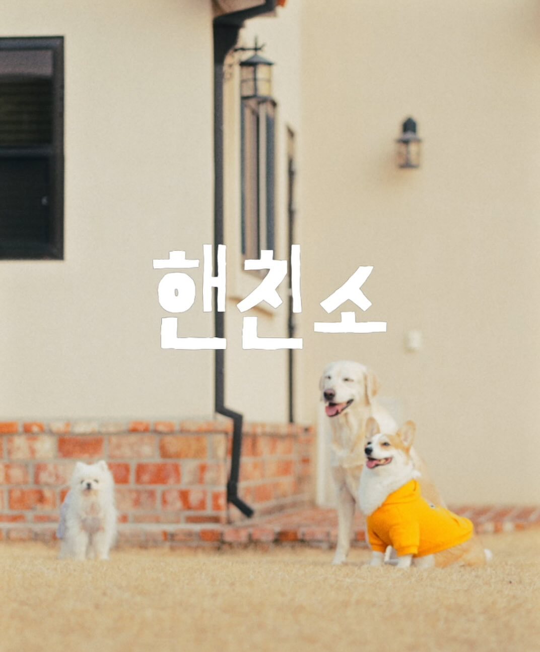 #광고 

뭉탱이가 핸친소 챌린지를 소개하려구해용 

‘핸친소‘는 1889년부터 이어져온 예일의 마스코트 핸섬댄(Handsome Dan)에게 강아지 친구를 소개해 준다는 
스토리의 캠페인이라구해요

핸친소를 통해 동물을 사랑하는 한국의 많은 반려인이 그들의 가족인 반려견을 소개하고, 모두가 한데 모여 우리들의 추억을 나눕니다.
댄댄 북클럽과/ 핸친소(핸섬댄 친구를 소개해주세요)라는 캠페인을
 주제로 삶을 한층 풍요롭게 하는”라이프 웨어“를 만들어 나가는 
브랜드 비전을 담고 있습니다.

예일브랜드에 대해 알고보니 반려인들과 반련견을 
진심으로생각하는게 느껴져서 너무 그마음이 와닿았어요! 

내아기들과 커플룩을 입을수있다는점도 
너무너무 좋았답니당!! 
이런 좋은 캠페인을 알게되서 너무 좋았어요^^ 
반려인으로써 앞으로도 이런 캠페인에 
더더욱 관심을 갖게될거같아요 !