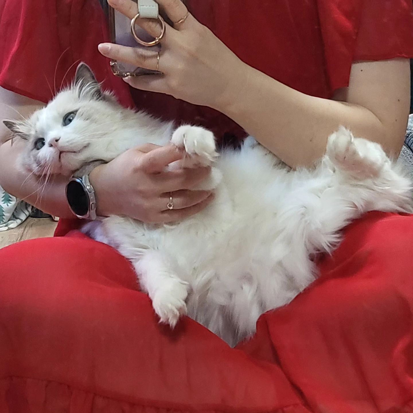 집사야, 이것좀 놔봐 ㅡㅡ