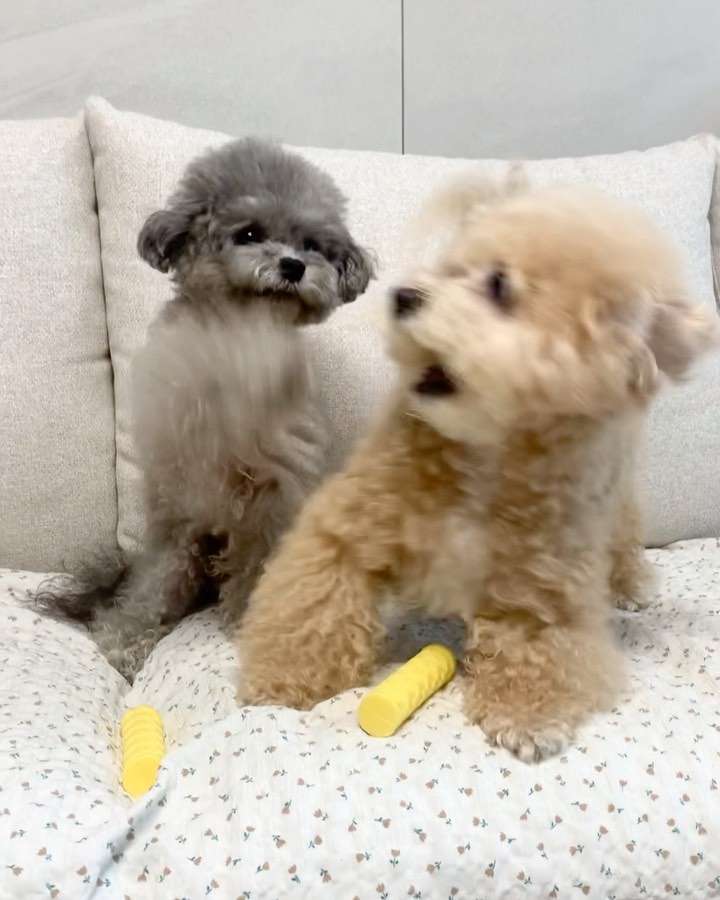 받아라 내 핵주먹🐭👊🏻💥
생각해보니 빡 돌았는지 오빠 머리통 팍! 
그래도 분이 안 풀렸는지 쫓아가서도 또 팸ㅠㅋㅋ

두개 있어도 꼭 하나로 싸우는 남매 전쟁🔥
물고 뜯고 놀면서 양치하는 우리~🐻🐭
5개월 됐는데 멀-쩡ㅋ 치약 쫙 짜서 셀프로
치석제거😬🪥 열탕 소독도 가능해. 따봉👍🏻

추석 연휴 기념 허니콤 브러쉬 세트 구매시
치약1개 추가 증정까지~🎁 20일까지얌ㅋ
bellopet__official 

#일진생쥐 #쪼다코봉 #오빠잡는여동생 #가정폭력근절
#건치꾸꾸 #강아지칫솔 #강아지치석제거 #강아지치약