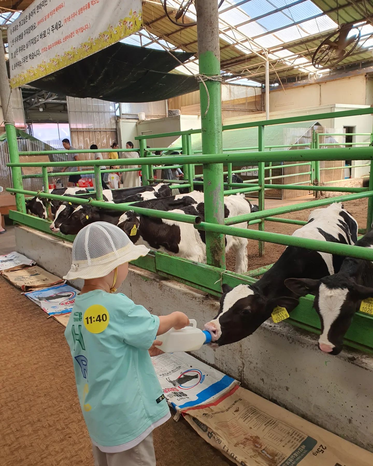 연보람 목장🐄🍶

복땡이가 "오랜만에 젖소 우유 짜러 갈까?"그러더니ㅋㅋ어린이집에 "주말에 아빠랑 젖소 우유짜러 가요~"라고 말했다며 키즈노트에 딱!!!!!ㅋㅋㅋㅋㅋㅋㅋ가고싶다니 가야지😅

많이 용감해진 복땡이ㅋㅋ1년전에는 멀리서만 지켜보던 아이였는데!! 이젠 직접 우유도 주고 만져도 보고 젖도 열심히 잘짜고ㅋㅋㅋㅋㅋ기특할 뿐이다^^🥰
목장에서 우유를 줘서 먹는데 우리 생색쟁이는 "내가 짠거에요? 맛있지요? 내가 쭉쭉 한거에요!"ㅋㅋㅋ좋아하는 모습에 아침 일찍부터 멀리 운전한것도 더위도 잊게한다😆❤

이맛에 애키우나보다!!!!!!!!