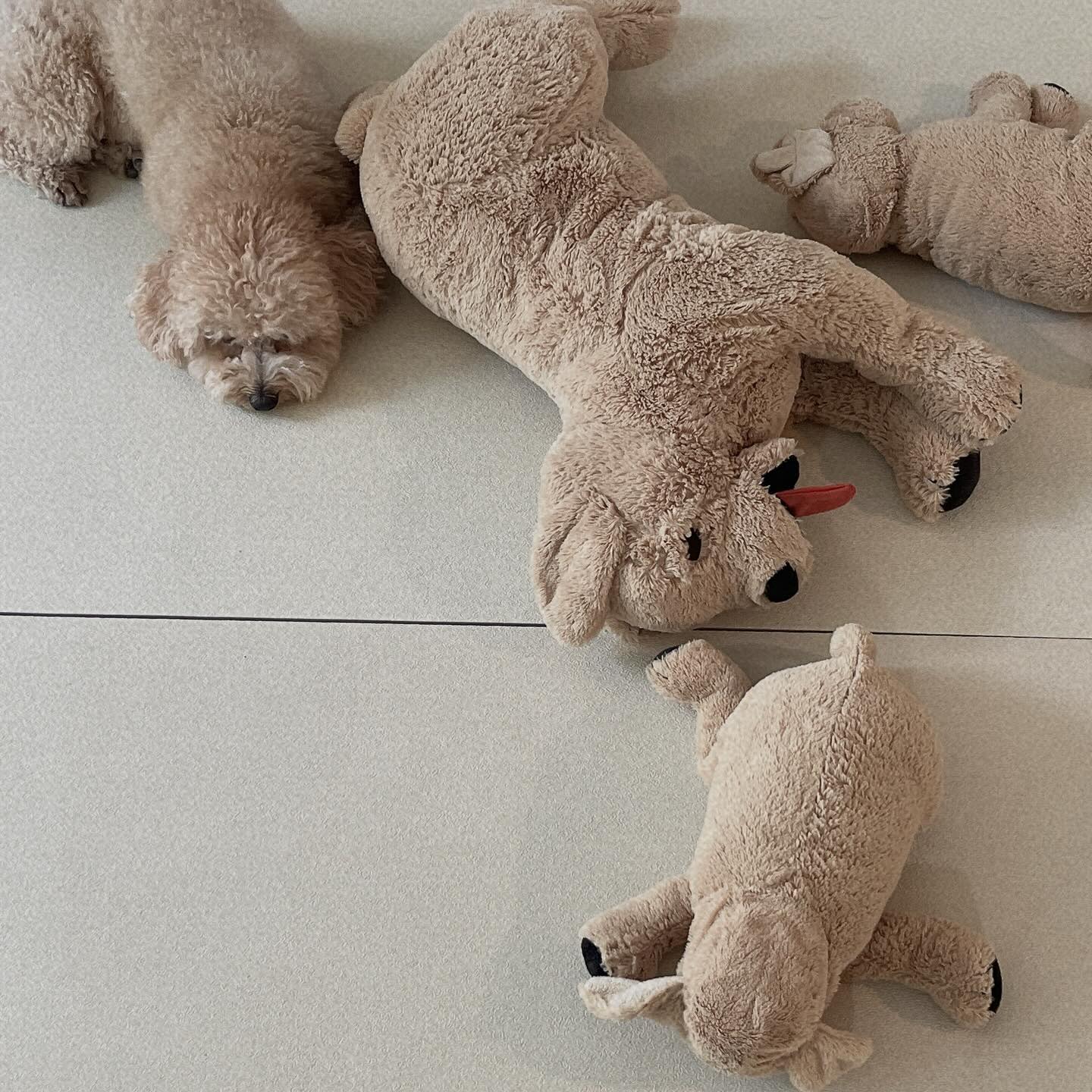 🏷️ 퀴즈, 망고를 찾아보세요 🤎

망고가 선풍기앞에서 쉬고있으니 
방에가서 망고랑 똑 닮은 
애착인형 하나씩 가져와서 
망고 옆에다 놔두고 귀엽게웃는 차니
집안일하다 호다다닥 .ᐟ 
귀여운 모습 남기기 :)

#사랑스러워
