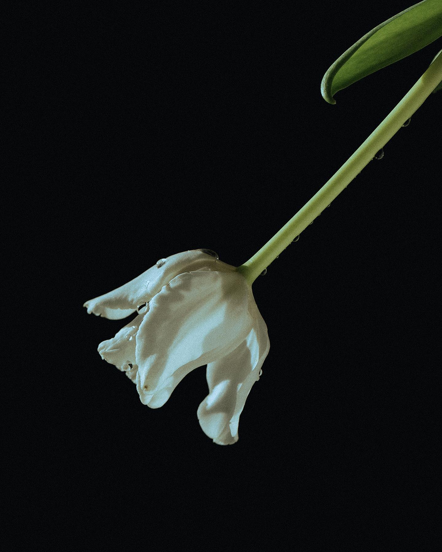 콘텐츠