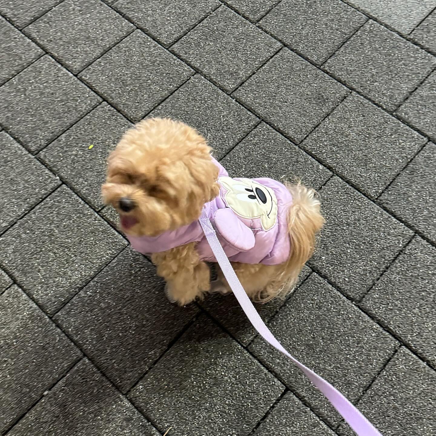 비가 많이와서 급격히 기온이 떨어졌다.
결국엔 패딩엔딩💜 잠시 비가 그쳤을 때 눈치게임 성공!