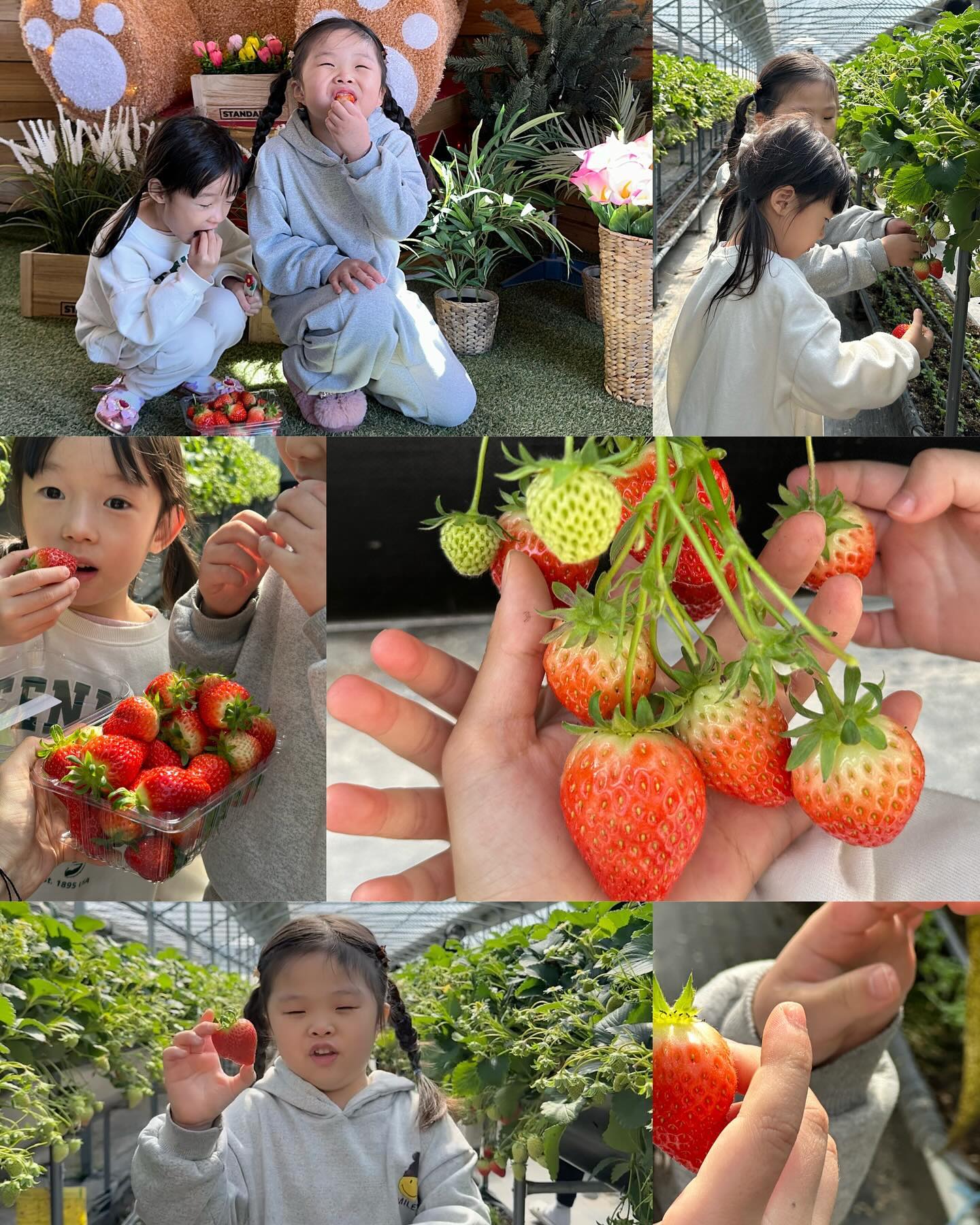 [경주아이랑가볼만한곳] 키즈팜 막내농부 👨🏻‍🌾

여긴 11시부터 4시까지 시간가는 줄 모르고 알차요. 
딸기체험 + 딸기케이크만들기 + 새송이버섯따기 + 동물먹이주기
구관, 신관과 야외 다 마음껏 이용해 볼 수 있고 말입니담 ? 🤲🏻

날씨 풀리고 있어서 더욱 핫한 곳 🔥
자연과 하나되는 모습에 흐뭇한 애미입니돔. 

진짜 시간 꽉꽉 채우고도 모자라는 경주 막내농부
똑똑 내가 딸기 따보고 버섯도 첨따고 케이크도 만들고 냠냠
물감놀이 존 무료 이용 가능 (집에서 물감, 가운 챙겨오기)

아주 집가는길에도 다음에 또가자고 덜 놀았다고 광광
경주 아이랑 놀러온다면 꼭 “막내농부” 네이버 예약 각 !

구관에 로봇, 장난감, 가드닝 흙놀이, 붕붕카, 개별텐트존, 그림그리기와 물감놀이, 공주옷 등등등 다양하고 딸기 따기 체험은 여기서 해요. 신관에서 딸기 케이크 만들기 하고 여기도 장난감 천국, 큰 트램펄린과 하얀모래 놀이존 등등등 야외에 놀이터, 염소와 말, 양 먹이 체험도 가능해요. (+ 비닐하우스 새송이 버섯따기까지 포함되어 있답니다? 이날부터 집에와서 새송이버섯 구워 참기름에 고대로 찍어 먹어요. 딴거 다 구워먹었네요 ✨버섯과 친해지기 ! ) 

👧🏻 엄마 우리 또 가자아~~~ 🍓

🔖키즈팜 막내농부 maknae_farmer 
▫️주소 : 경북 경주시 천북면 모아리 839
▫️막내농부 통합 이용권(11시 ~ 4시/기본 2인, 최대4인/네이버 예매 100000원) : 수확체험, 쿠킹키트, 동물먹이주기, 실내외놀이터
.
.
.
#키즈팜막내농부 #경주아이랑 #경주아이랑가볼만한곳 #경주아이랑여행 #막내농부딸기체험 #막내농부 #아이랑경주여행 #경주딸기