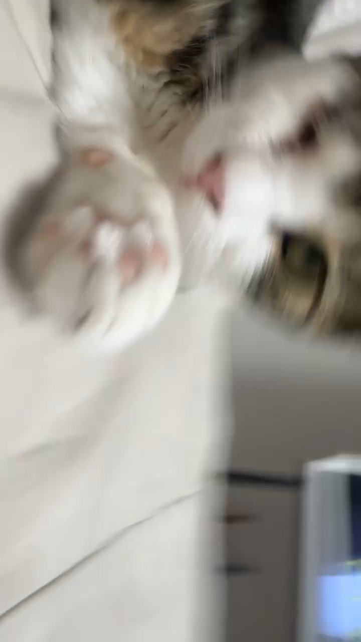 #뽀삐뽀삐뽀뽀삐뽀🎵  는 끝났다🐈🐈🐈🐈🐈🐈
#고양이 #냥스타그램 #냥이