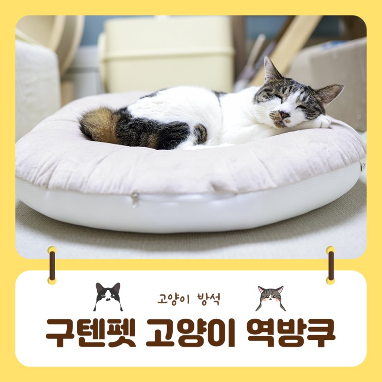구텐펫 고양이 역방쿠 쏙들어가는 도넛형해먹이 있어 고양이가 편안해해요