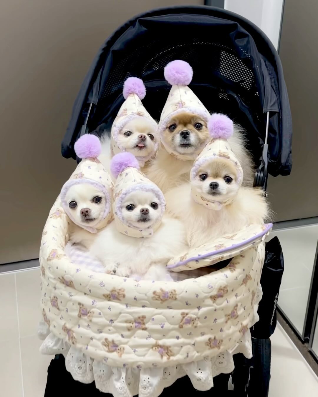 ⠀ 
요정군단 보라보라빔!!!! 💜

우리 엄마 깔맞춤에 진심이거든요 😝
베이지곰돌이에 연보라 조합 어때요?
웜톤 갱애지들도 잘 어울리나요..👉🏻👈🏻

/ 앗탕, 앙콤, 하쿵, 피키, 샤나 🍼

🔖 보라보라셋뚜 dearpuppy_korea