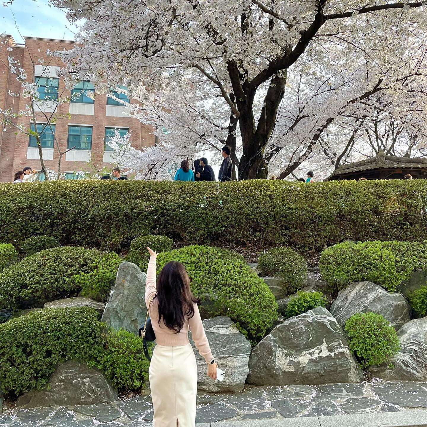 제 소원은요..🌸🙏
.
.
.
#벚꽃축제 #평택 #평택대학교 #🌸