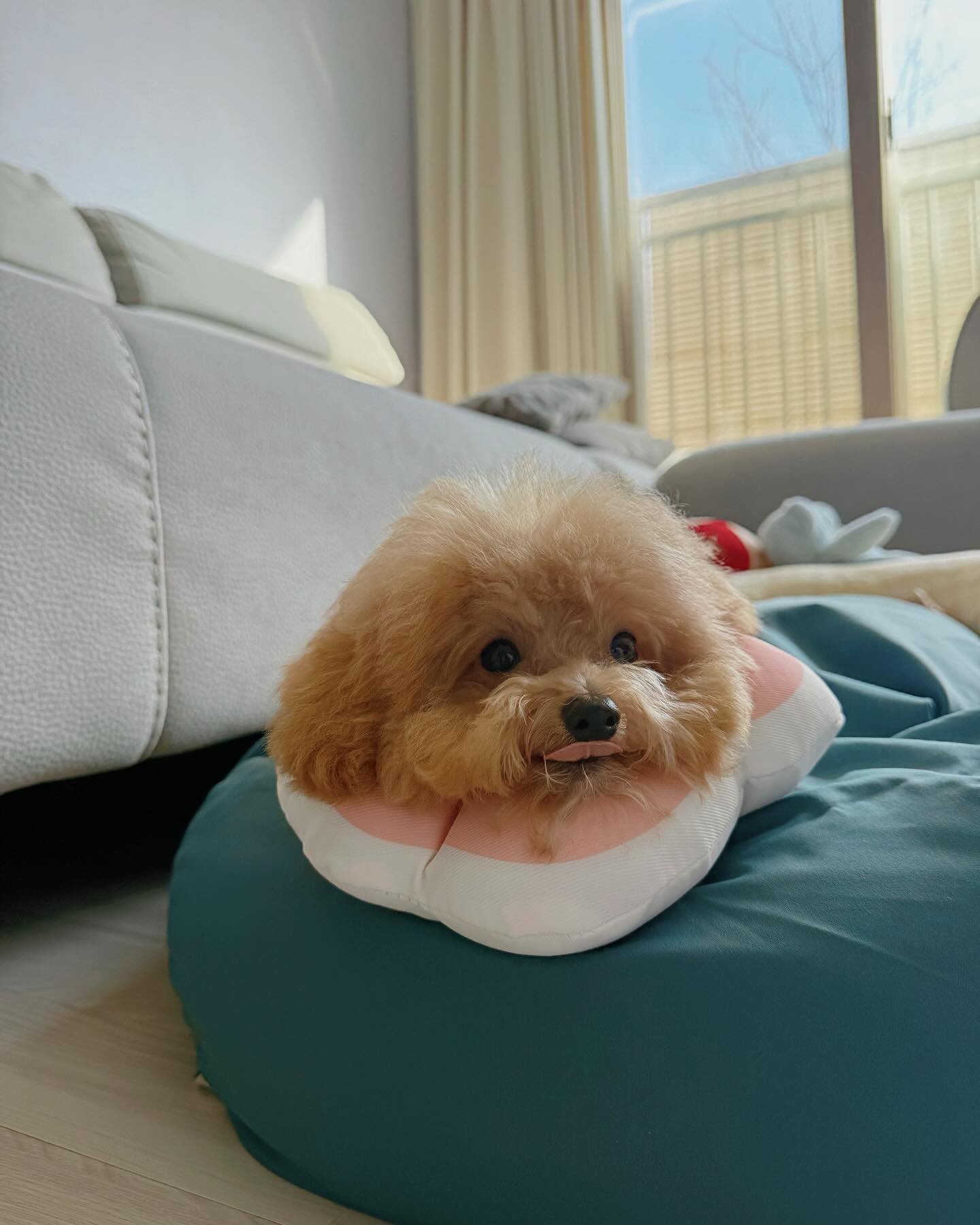 ̶͈̑◡˂̶͈̑

우리 아들이랑 성격이 판박이 강아지…🥹

굼뱅이+엄살쟁이+겁쟁이+착함+안짖음+말잘듣음

#첫줄 #딸스타그램 #멍스타그램 #미니푸숑 #푸숑 #강아지와아기 #강아지와아기가사는집 #아들과 #판박이