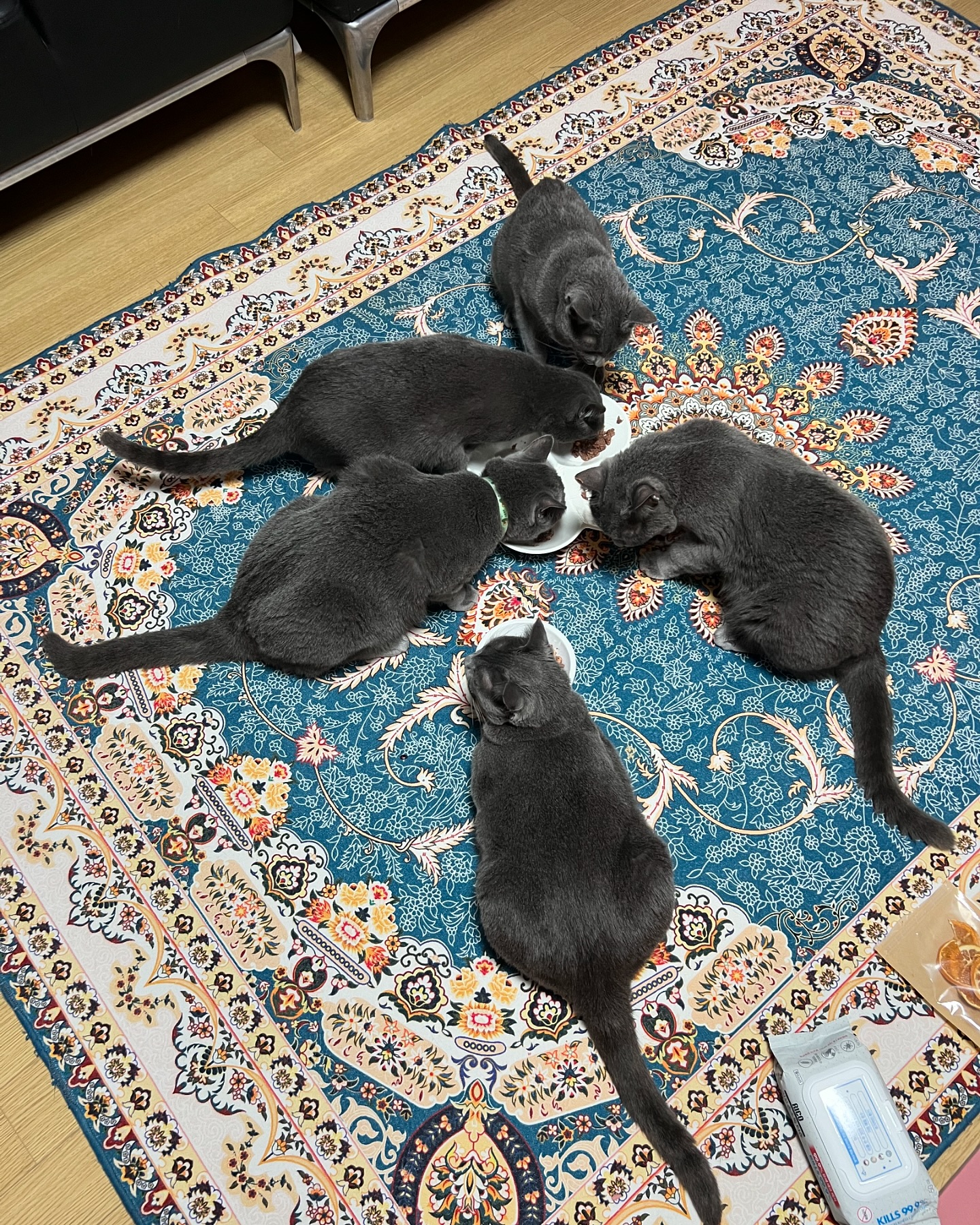 캔 먹는 시간

#캔먹는시간 #냥이가좋아 #러블 #러시안블루 #고양이 #猫 #ねこ #cat