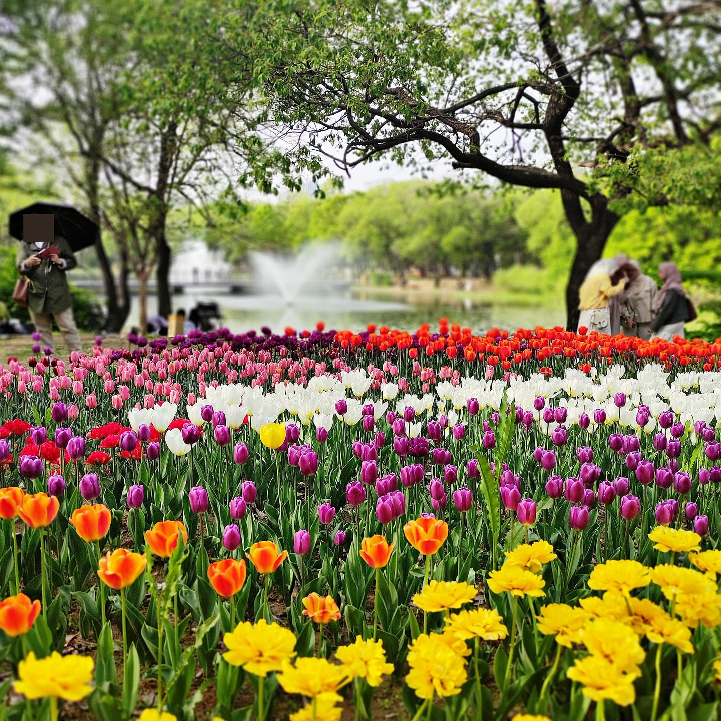#서울숲 #튤립 🌷
아마도 이번 주말이 끝물일 듯 하니
돗자리 하나 챙겨 들고 서울숲 앞으로~

#서울숲튤립 #서울숲튤립축제 #서울숲튤립정원 #성수동가볼만한곳 #서울공원 #키라라_성수 #tulip #seoulforest #seoulforestpark