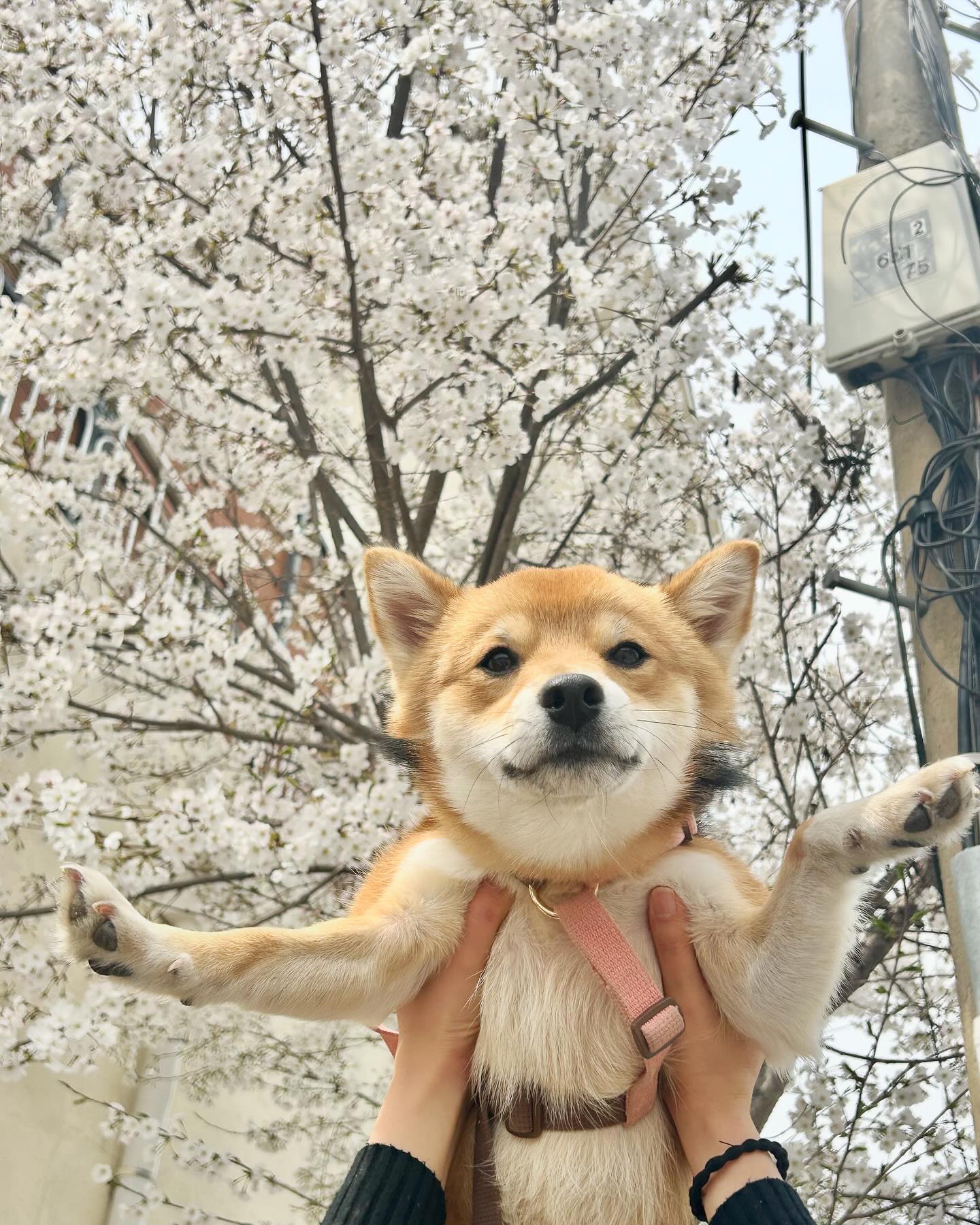 4월의 봄🌸내가 사랑하는 이들