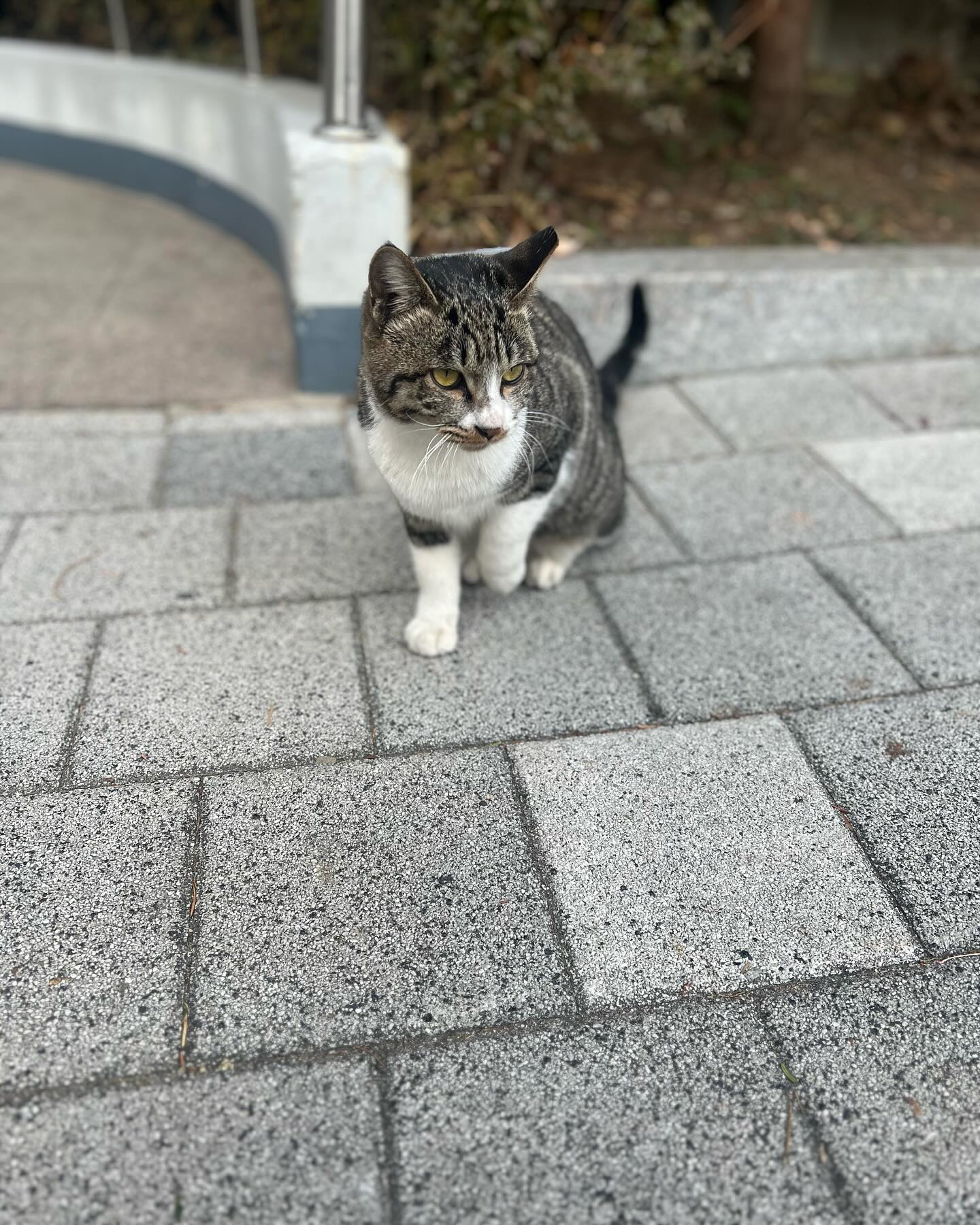 안녕 로아🐈😊

울이 동네 귀염둥이 
개냥이 로아❤️

츄르도 잘 먹고~
사람품을 좋아하는 아이

항상 아이들 밥챙겨주느라
고생하는 할머니 포함 동네분들
이쁨을 가장 많이 받는 길냥이

애교만점이라 이뻐하지
않을수 없는 로아는 울 아파트
공동현관 앞 지킴이 중🤣

#고양이 #길고양이 #길냥이 
#길냥이를사랑해주세요