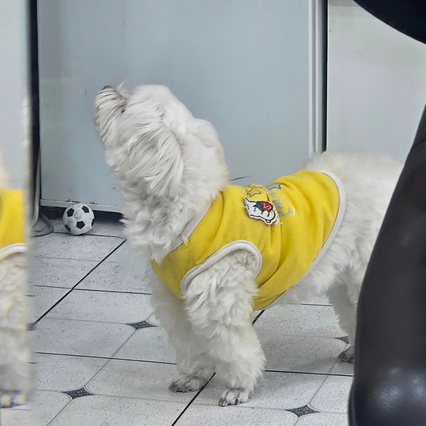 #묭실강아지 #아귀여웡