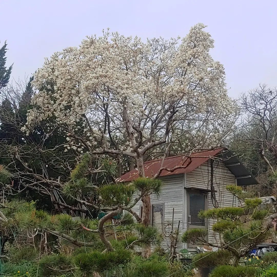 은파호수공원 꽃들의 공원 입니다
제주도에서 볼려했던 동백을 군산 은파호수공원에서
색상도 다영한 동백꽃
목련도 활짝피고 멋지고
야생화도 멋져요