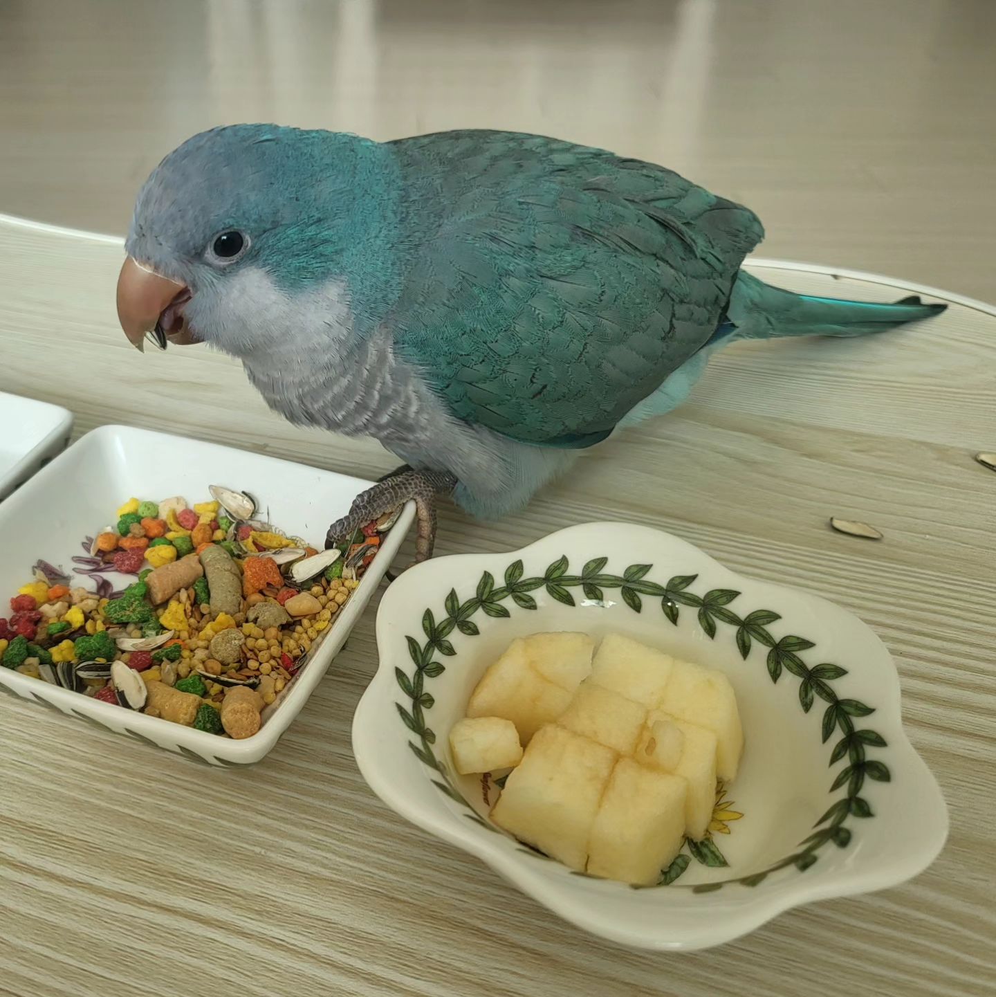 우리집 새식구 쭈쭈🐦
아들의 지나친 앵무새앓이덕에 지난주 주말, 기어이 왕복7시간 걸리는 경남 창원까지 가서 앵무새를 입양해왔어요~앵무새와 관련된 모든것들을 맡아서 책임을 지고 잘키우기로 약속을 받고 쭈쭈와 함께 지낸지 5일째 됐네요😊쭈쭈 덕분에 아들이 180도 달라졌답니다~✌️쭈쭈 밥 챙겨주려고 아침 일찍 벌떡 일어나서 물갈아주고, 먹이도 골고루 챙겨주고, 배변청소까지!
아들~이런 모습 처음이야😁쭈쭈가 그렇게도 좋니?