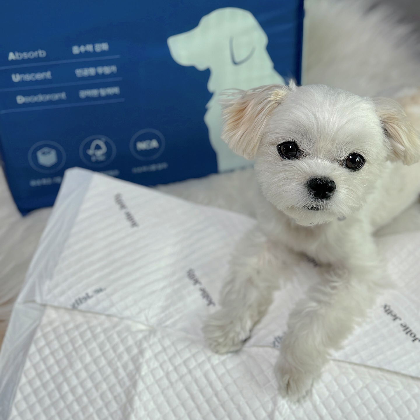 #제품제공
두부가 추천하는 배변패드🐾

#졸리젤리#오드패드
밀림, 발도장, 냄새 단점을 다 ~ 잡은 혁명템 ⚡️
좋은 패드에서 쉬야하구싶다구요😛

☑️ 국내최초 7중 구조
☑️ 고품질 천연 펄프
☑️ 신소재 2중 탈취
☑️ 초강력 흡수체
☑️ 최고급 방수 필름
☑️ 안전한 성분

하루종일 사용해도 너무 좋단마리야 🙊

배변패드 고민듕인 칭구들 왕츄쳔🫶🏻💛

🏷️ joliejelly_official 

#졸리젤리패드 #배변패드 #배변패드추천 #배변훈련 #강아지배변패드 #실내배변훈련 #실내배변 #멍스타그램 #말티즈 #강아지 #🐶