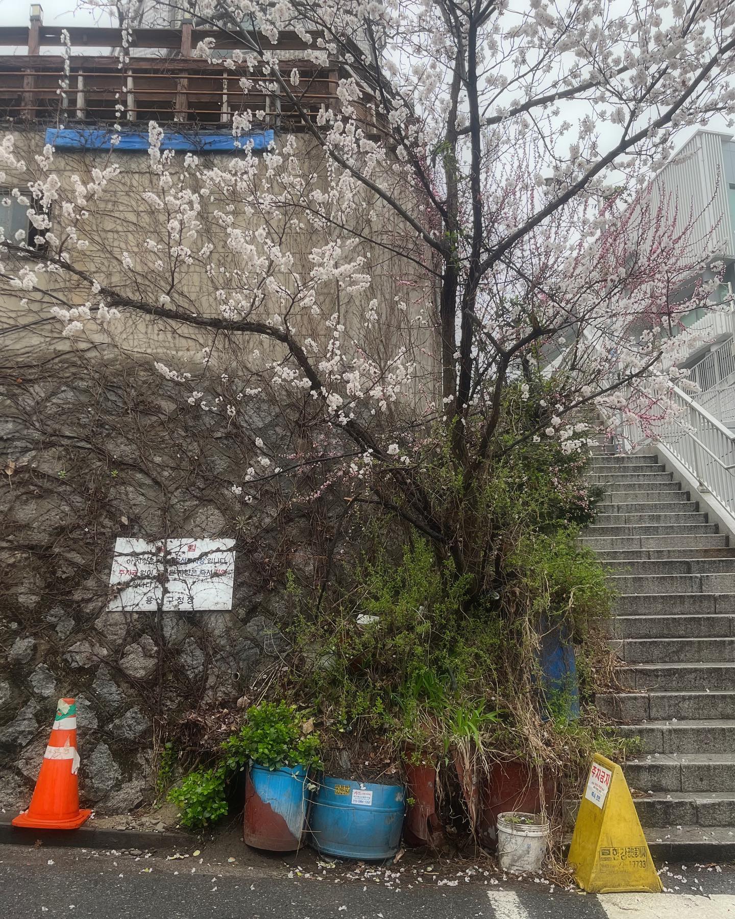 여자는 배짱이지.