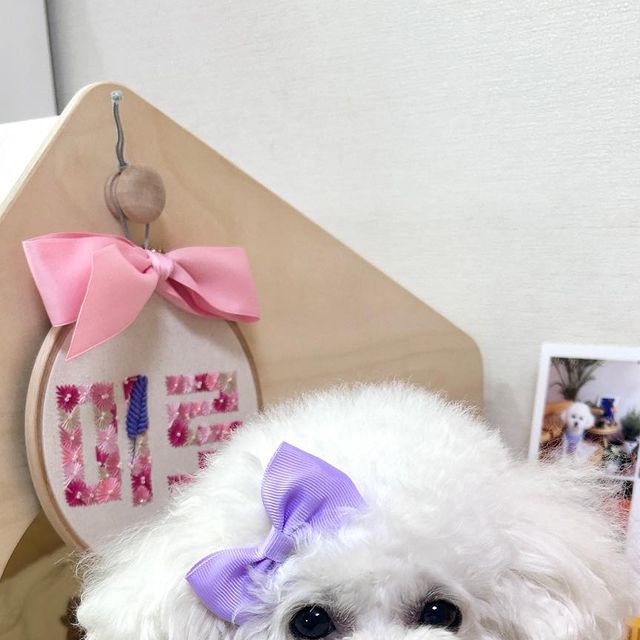 토이푸들 miro🤍 on Instagram: "💜 오늘은 블링블링 귀여운 보라색 곰돌이 목걸이 하구💜 산책 다녀와서 꼬질꼬질 새카만 발과 함께,,👀💜"