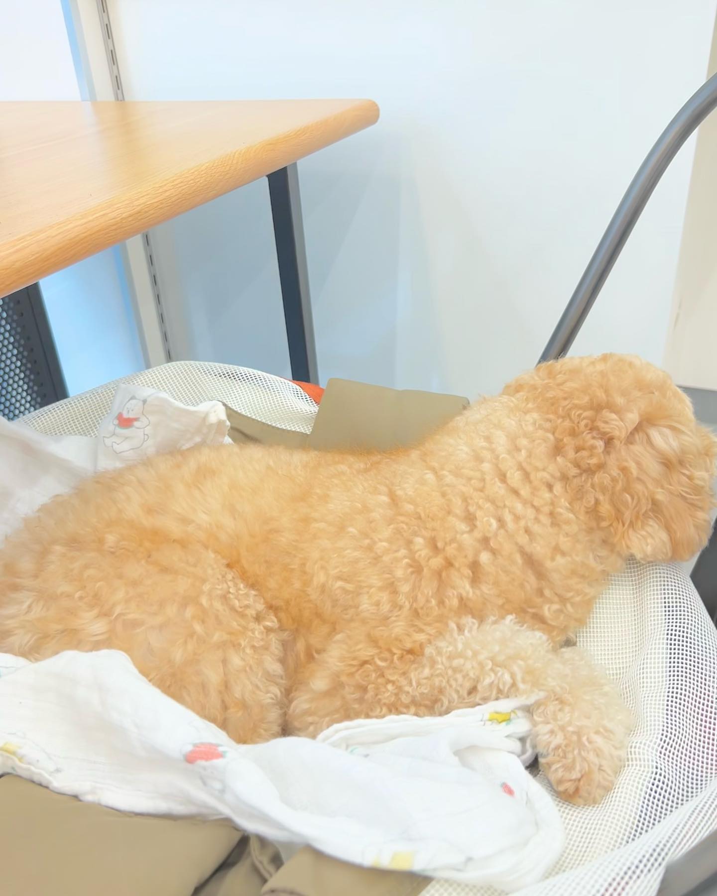 아무데서나 잘 주무시는 우리 상전🐶

#강아지일상 #일상 #푸들 #푸들일상 #잘자라우리아가 #daily #dailyphoto