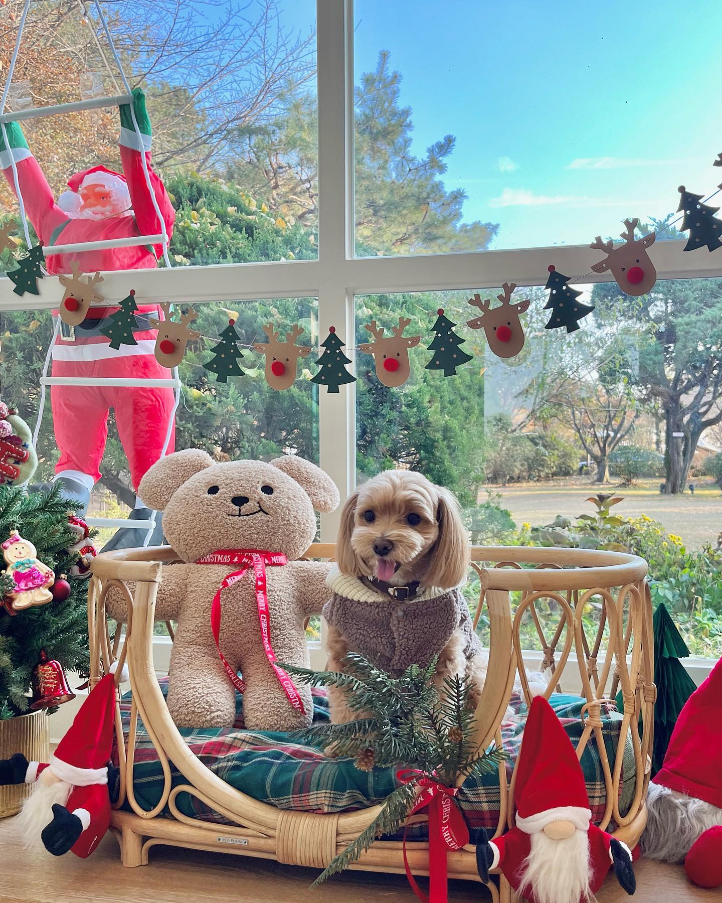 엄먀빠랑 #헤이더그린 💚
벌써 크리스마스 분위기 뿜뿜!🎄
신나게 뛰뛰도하구 멍푸치노도 버얼컥〰️🍼
넘 마싯어서 쌀알 만개 😬ㅎㅎㅎㅎ

칭구들 남은 주말 재밌게 널쟝🫰🏻❤️‍🔥
.
.
.
.
.
#나는짜짜 #말티푸 #maltipoo #견주소통 #반려인소통 #강아지 #댕댕이 #반려견 #반려견일상 #강아지일상 #오늘의강아지 #멍스타그램 #댕스타그램 #daily #dailydog #dog #dogstagram #instadog #반려견스타그램 #반려견그램 #멍팔환영 #멍팔맞팔 #멍팔 #좋아요 #헤이더그린 #반려견동반카페 #반려견카페 #멍푸치노 #카페데이트