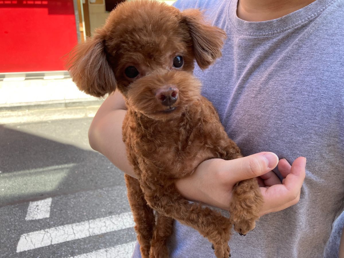 미용했어요♡
#토이푸들 #개미용 #강아지미용
