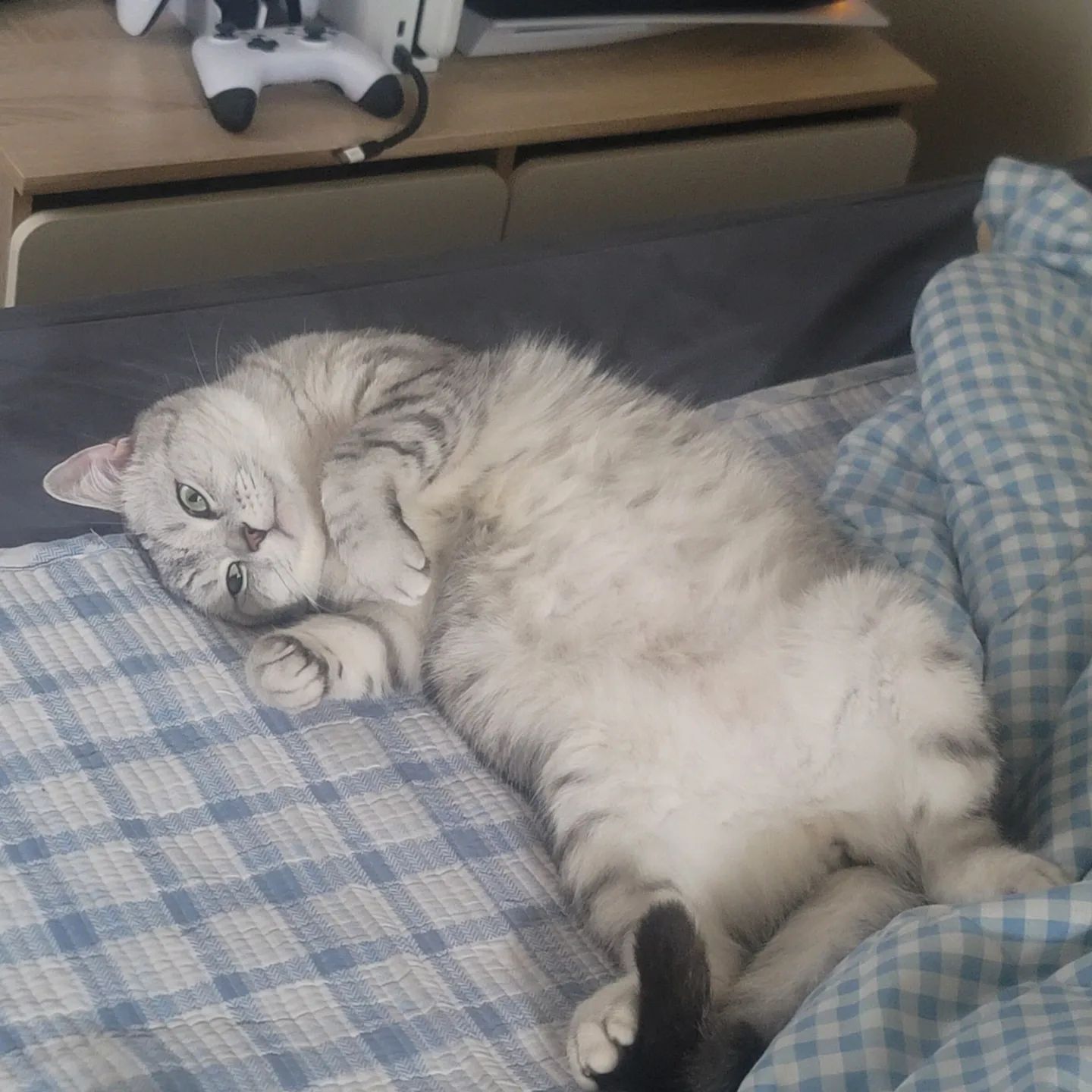 아빠 옆에서 
완전 편하구만~♡
엄마는 돈벌러간닷
ㆍ
ㆍ
ㆍ
ㆍ
ㆍ
#캣스타그램 #cat #cats 
#catstagram #집사생활 
#고양이그램 #냥  #고양이