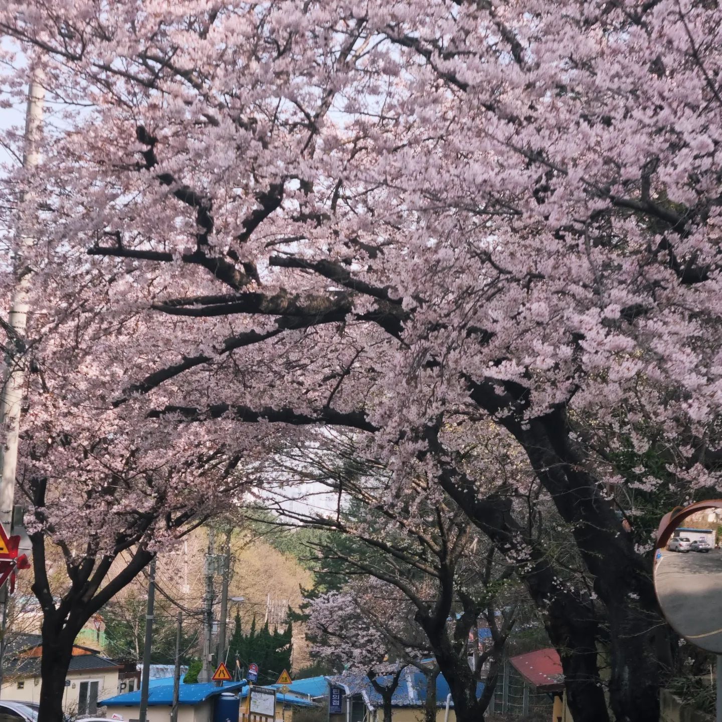황령산 내려오는 길 (연산동쪽)
꽃이 정상은 덜 피었고 아래쪽은 만개
따님 오늘 온천천간다는디 거긴 많이 폈겠네~~
봄꽃 🌸💮 구경 끝.

#봄 #벚꽃 #황령산벚꽃터널 #벚꽃터널 #봄꽃 #꽃놀이 #부산벚꽃 #봄날 #예쁘다 #봄나들이 #피크닉 #캠핑의계절
#등산의계절 #레깅스입고뒷산 #트래킹 #황령산 #황령산봉수대 #아침산책