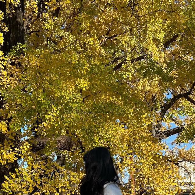 폴린 일상계정 on Instagram: "#광고 사실 날씨가 너무 추워서 바지 입을까 치마입을까 고민했거든요.. 더추워지기 전에 치마 입었는데 이 제품이 다리를 딱 감싸주고 길어서 저한테는 딱이더라