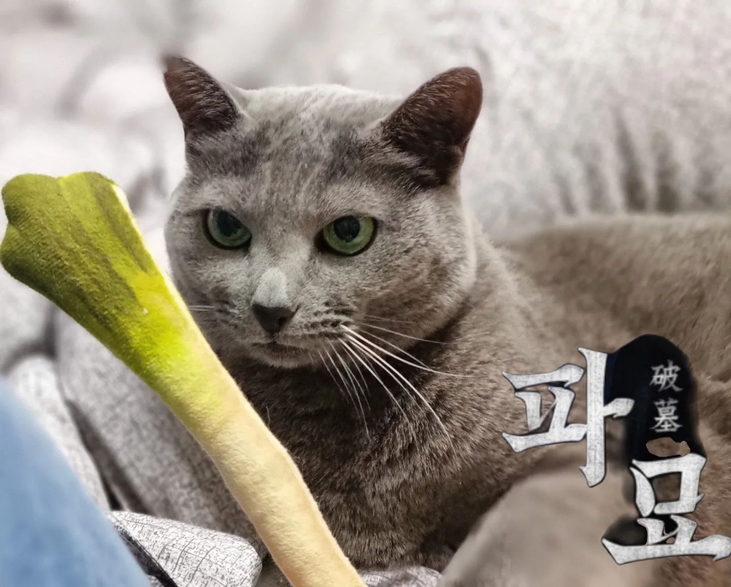 #파묘 #파냥이 ㅋㅋㅋㅋ #파묘_222