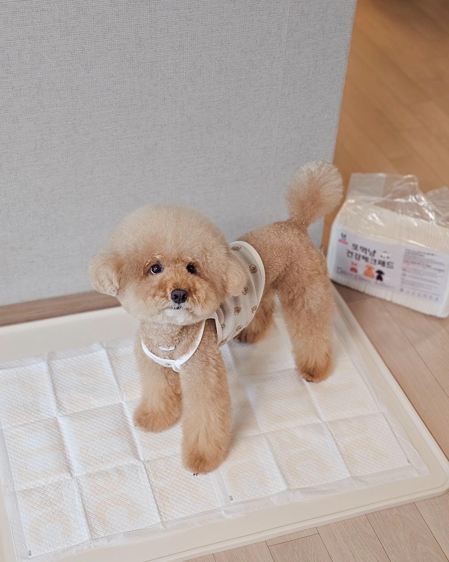 제품제공 #또먹냥 🐾
쉬야만 했는데 건강을 체크해 주는 패드가 있다구❔️
집에서 간단하게 관리하는 또먹냥 건강체크패드🩷

울 댕댕이 음수량은 괜찮은지 고단백 식이를 하고 있는건 아닌지 어떤 질환이 있지는 않은지 미리 관리하고 알고 싶은 우리들..🥺
패드에 인쇄 된 글자의 색깔 변화로 건강을 체크 할 수 있어요〰️

▪️색깔별 증상▪️

▫️노란색 - 정상
▫️붉은색 - 고단백 식이, 음수량 부족, 발열, 설사, 기아, 임신, 생리, 칼슘 옥살레이트 결석, 신장 기능 저하
▫️푸른색 - 과일 & 야채 과다급여, 제산제 복통, 구토, 방광염, 요로감염, 스투루바이트 결석, 세균번식 & 결석이 생기기 쉬운 환경

마이는 정상💛

글자가 붉은색일 경우 간식, 단백질 섭취 줄이기❕️
푸른색일 경우 과일, 야채, 영양제 복용 줄이기//

간단하게 건강 체크하니까 좋은댕?💕
또먹냥 건강체크 패드로 미리 관리해 주자구🐾
ddomungnyang

#건강체크패드 #강아지패드 #강아지배변패드 #배변패드 #배변패드추천 #또산템 #건강체크패드 #강아지용품