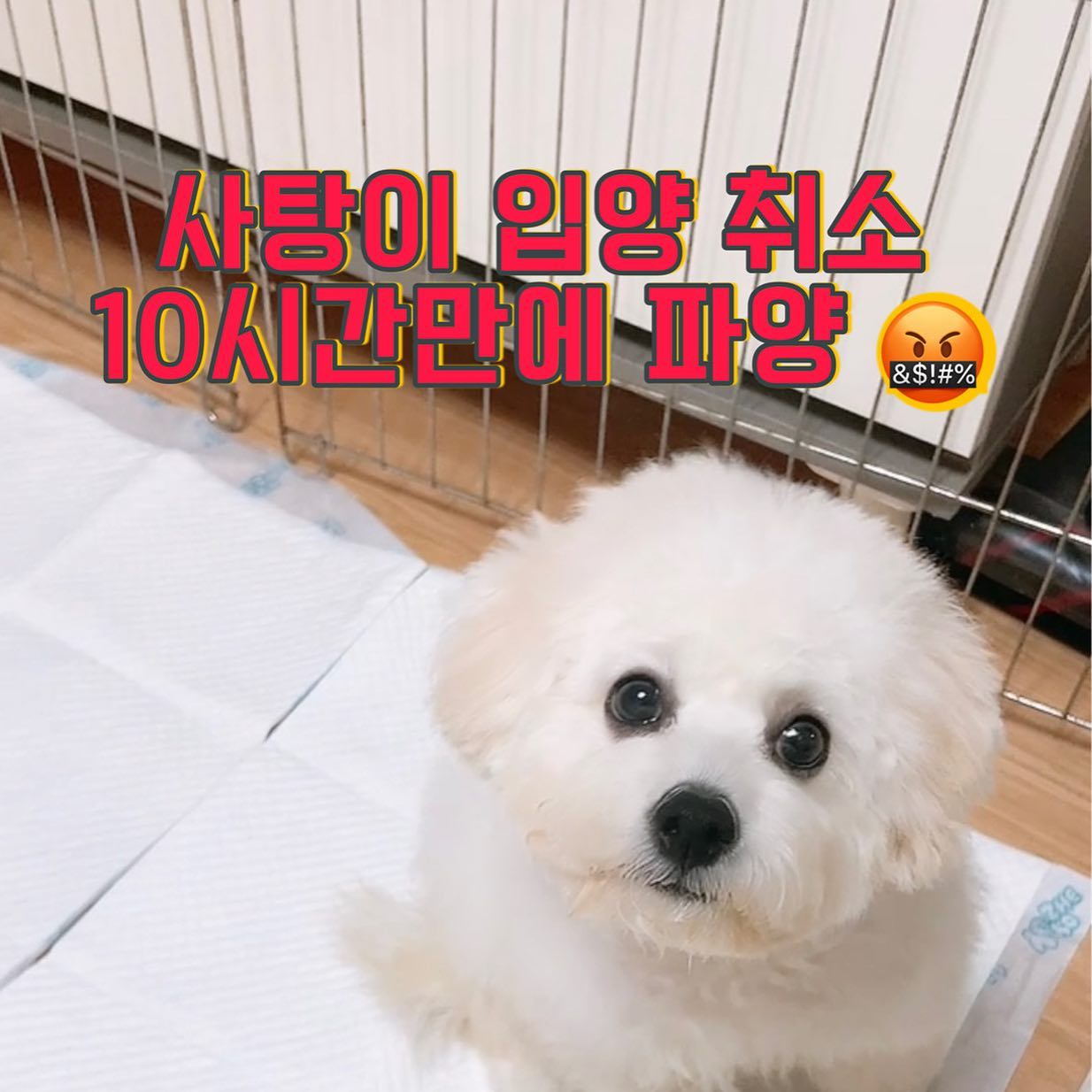 최근 게시물 유기한 사람과 다른 사람 입니다)❗️❗🔥🔥🔥🔥🔥🔥🔥🔥🔥🔥️

사탕이는 입양간지 10시간만에 다시 돌아왔습니다🔥

저는 전혀 이해가 되질 않네요….?
네 가족이 중요하죠 . 위독하실 수 있어요 
그건 저도 마음이 안좋습니다 
그치만 신중하게 또 신중을 고려해서 선택한 입양지의 
결과가 이거라니 정말 처참 하고 어이가 없네요 
입양을 하겠다고 선택 한 후 무슨일이 있어도 
그 아이는 가족입니다 사탕이를 봐줄 주 양육자가 없다니..
(성인 딸 아들 남편 계심) 
그럼 첫째는요? 첫째 강아지도 봐줄 사람이 없으니 버려야하는거 아닌가요? 사탕이도 그집 간순간 가족이나 다름 없는 거 아닌지요 일년넘게 유기견을 알아보셨고 가서 애기들도 보셨으며 입양신청서도 여기저기 쓰시며 둘째를 늘 염두해 두셨다 
했는데 지금과 같이 무슨일이 생기면 다 갖다 버릴건지
몇달뒤에 가족일이 생겨도 지금과 같은 선택을 하셨을지
분명 천사 같이 좋은 분이 셨다고 생각했는데 제가 콩깍지 였나봅니다…. 모두 그냥 핑계입니다 핑계 
강아지는 장난감이 아니에요 
말못하는 강아지한테 상처주지 마세요 
사탕이도 누구보다 소중하고 예쁘고 사랑스러운 강아지 입니다
함부로 예뻐서 귀여워서 강아지를 장난감 처럼 대해주지 
말아주세요 늘 주변에서 강아지한테 너무 오버한다 뭐라 
씨부렁 싸도 저는 세상 모든 강아지들을 사랑하고 행복하길 바래요 그래서 이런문제는 더 더 더 화나요..

@ 이모든게 진실이라면 왜 비공개로 돌리시는지….
아이디는 왜 바꾸시는지 왜 차단하시는지
+ 계정 탈퇴까지!!!!!!!ㅋㅋㅋ…!!?왜 사라졌죠..?
말이 앞뒤가 다 안맞는지 다 따지고 싶지만 머리 아픈건 그만 해야겠습니다 ^^ 사탕이 다시 컴백 환영해 똥꼬발랄이❤️

➡️ 사탕이는 무지 무지 활발한 6개월 여아에요!!!
호기심 천국 비숑타임 수십번 오는 깨발랄쟁이…
네 지랄견이라 말씀드립니다 그치만 애기에요….
그러니 입양은 앞으로 꼼꼼하고 신중하게 면접처럼 보낼 예정입니다..

#강아지 #유기견 #반려동물 #사지말고입양하세요 
#멀리멀리 #퍼져서 #창피해지길바람