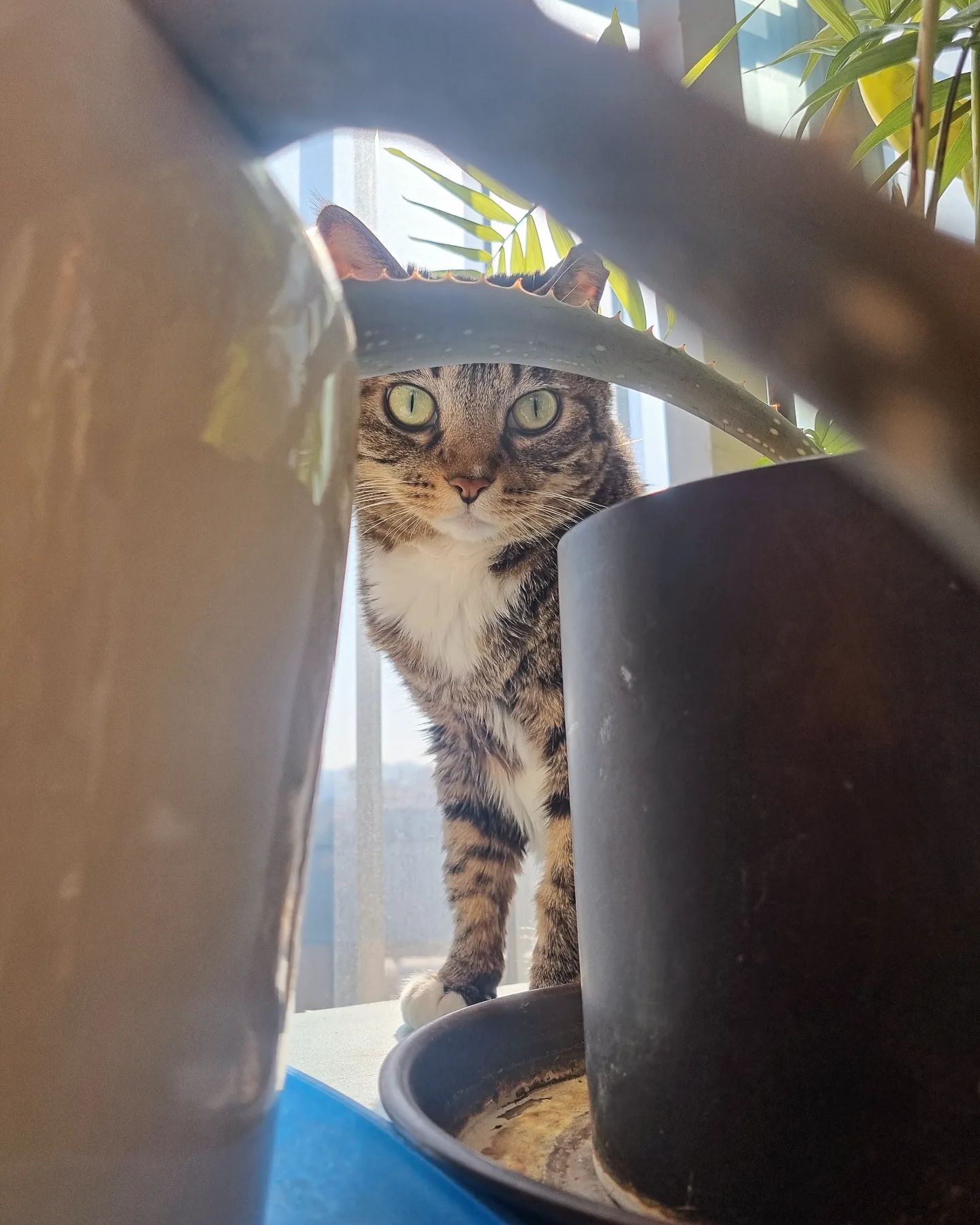🐱까꿍