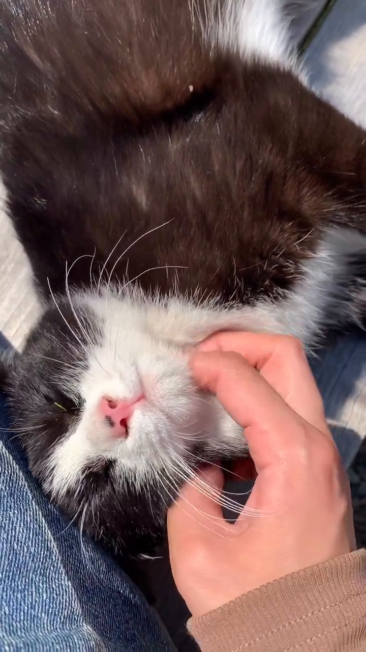쿠팡으로 불러서허~☺️ #고양이 #길냥이 #개냥이