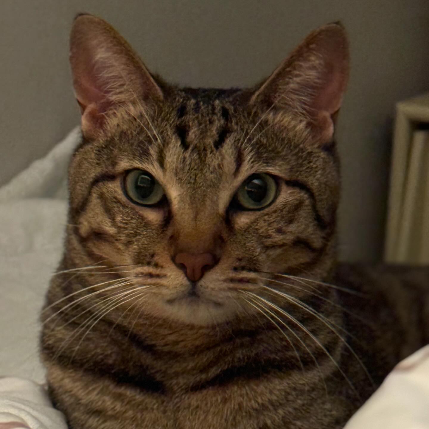 🐈
