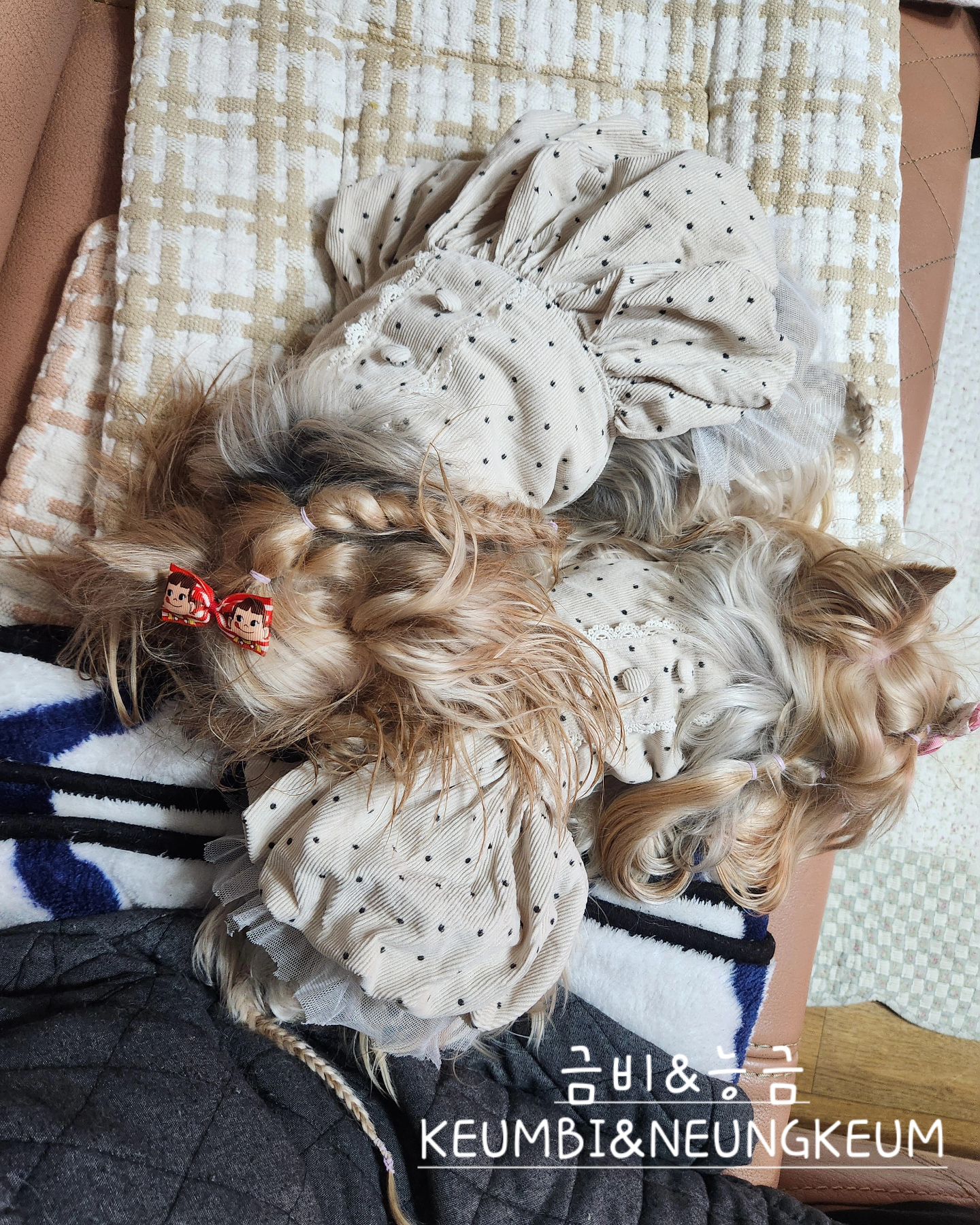 능금이한테 턱괴고 자는 금비 🐶❤️😊😍

.

Thank you for your heart and comments 😊
.
#KEUMBI #NEUNGKEUM #금비 #능금 #요크셔테리어 #yorkiegram #우아금비 #깜찍능금 #instadog #내공주님들♥#요키는사랑입니다❤️ #황금개_금비랑능금이 #금능이네 #yorkshireterrier