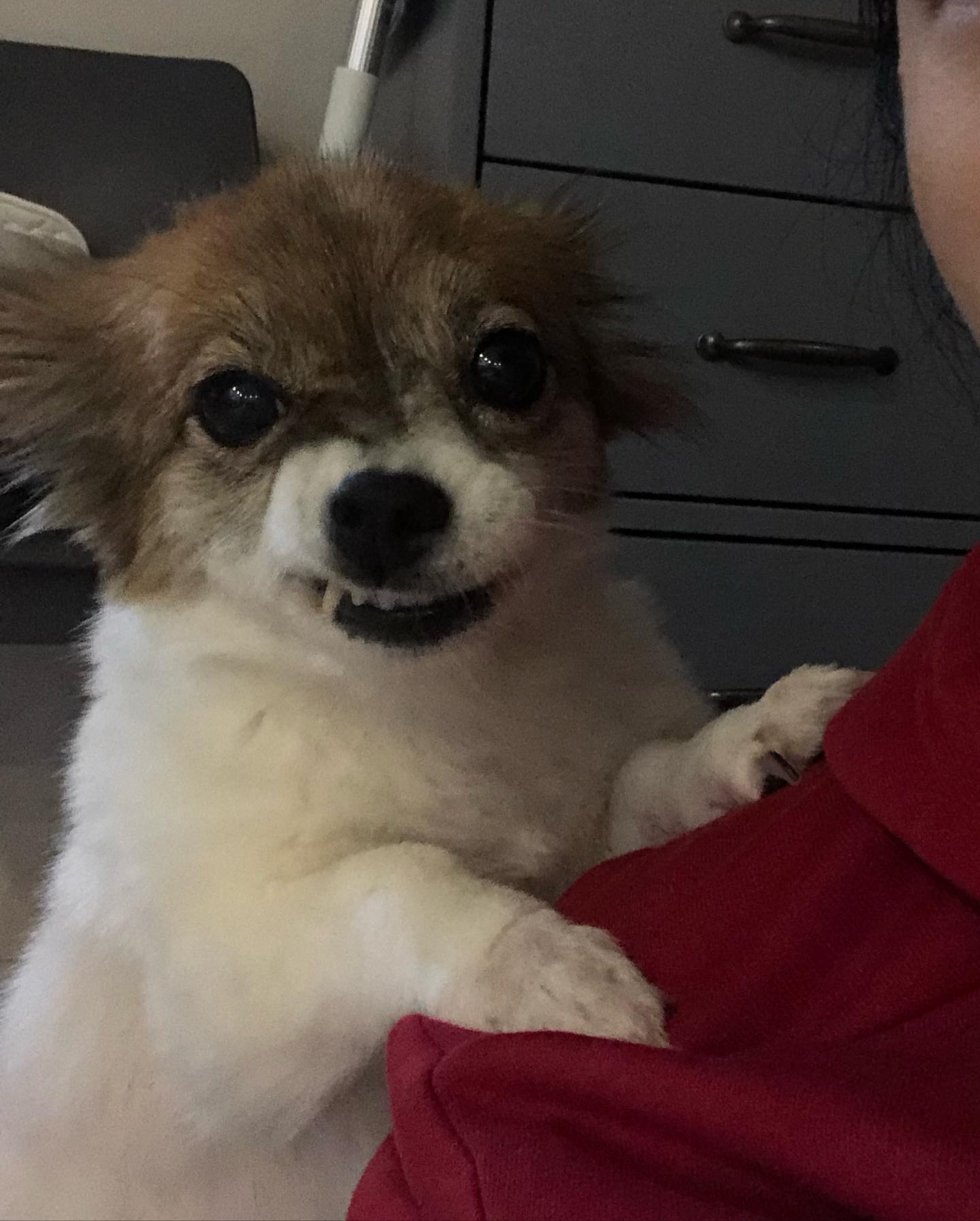 할말 있어?
할말 없는데
어깨 자꾸 툭툭 치는거 아니야~

#만지라고난리 #산책못하는개