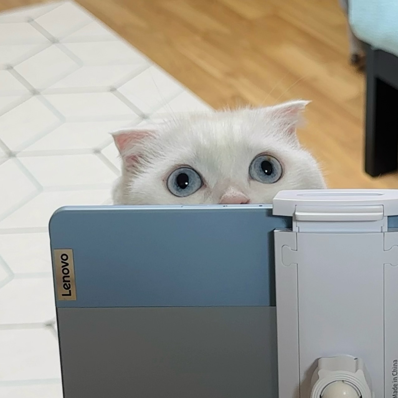 호기심 잔뜩