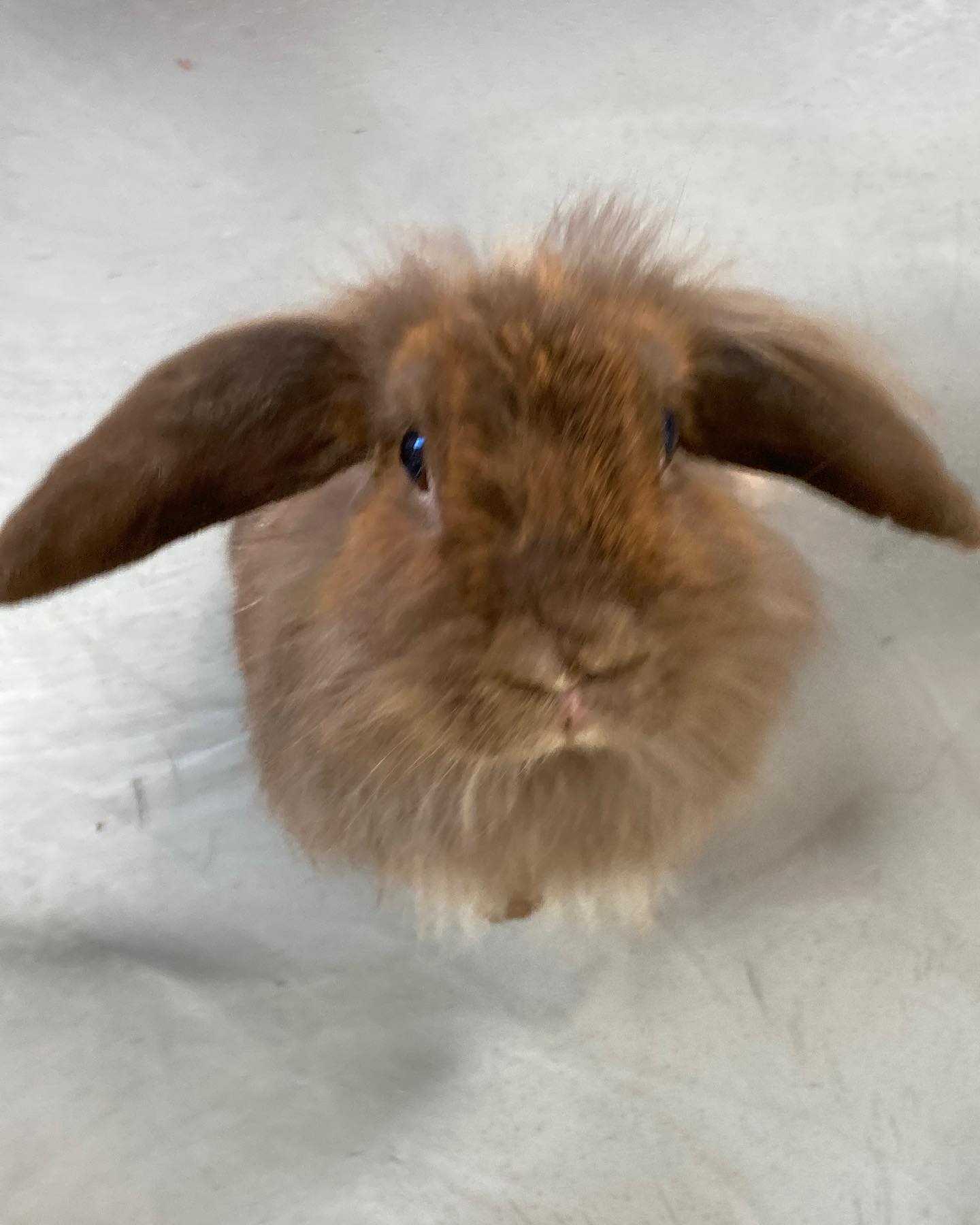 오늘부터 토끼집사로 직업변경합니다🐰
