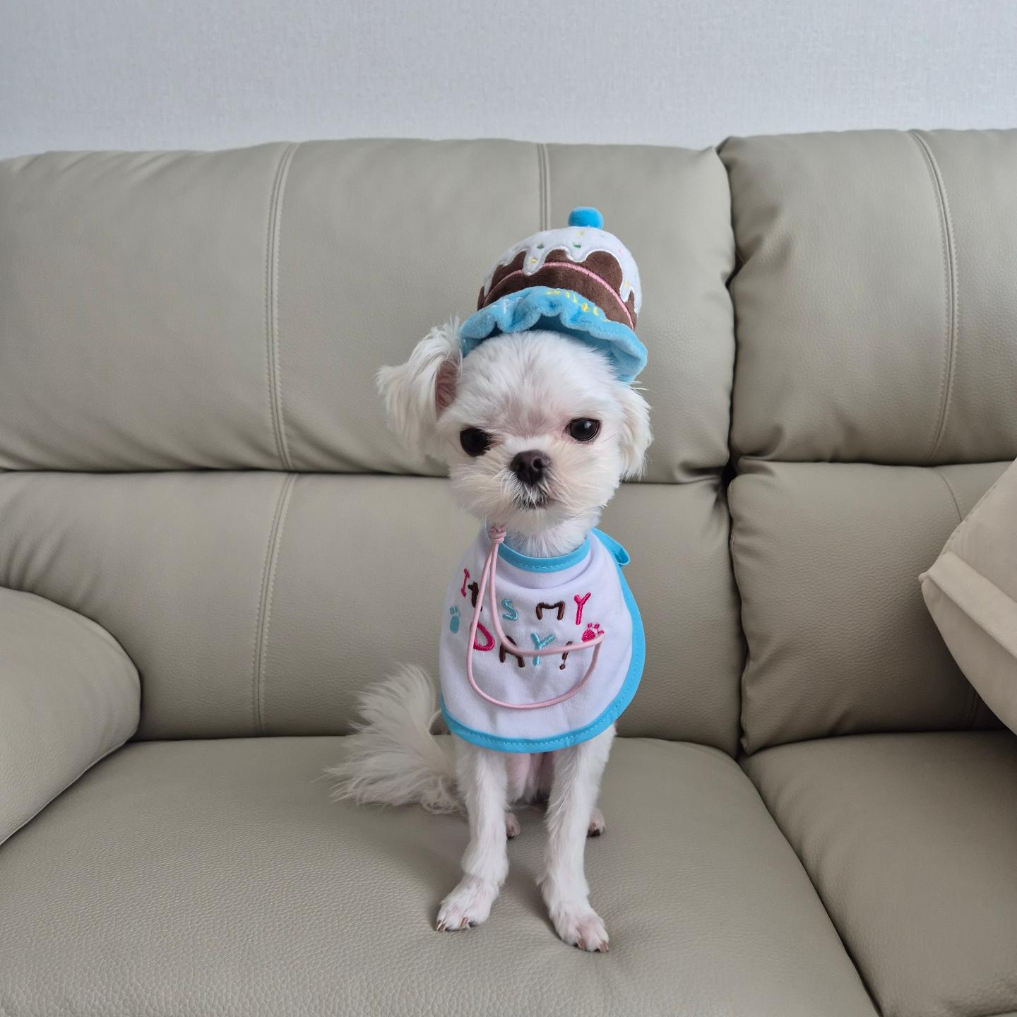 ♥️파찌 한 살 축하해♥️

열심히 살 찌우려고 노력하는데😭
오늘은 마음껏 먹고 200그램만 찌우자😊

파니와 형제지간으로 지내면서
혼난 적도 많고 억울할 때도 있었겠지만
엄마 아빠의 마음은 알아주길

작은 몸이라 다른 강아지들에게
무시 당하는 파찌가 되지 않길
(우리 파찌 얼마나 용맹한데😆)

늘 건강하고 형아만큼 활기차게
평생을 함께 하길

파찌를 사랑하는 엄마아빠가
늘 기도할게🙏

내일 예쁜 사진 찍으러 가자
#생일축하해 파찌야