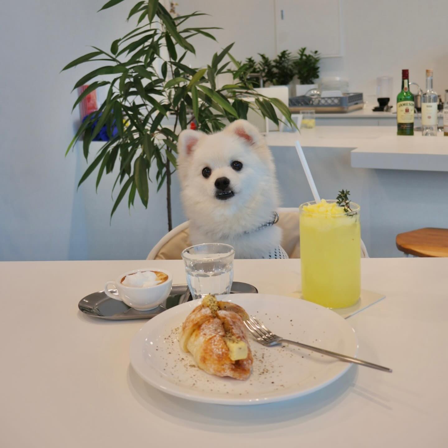 카페 데이트☕️ mutt.esp