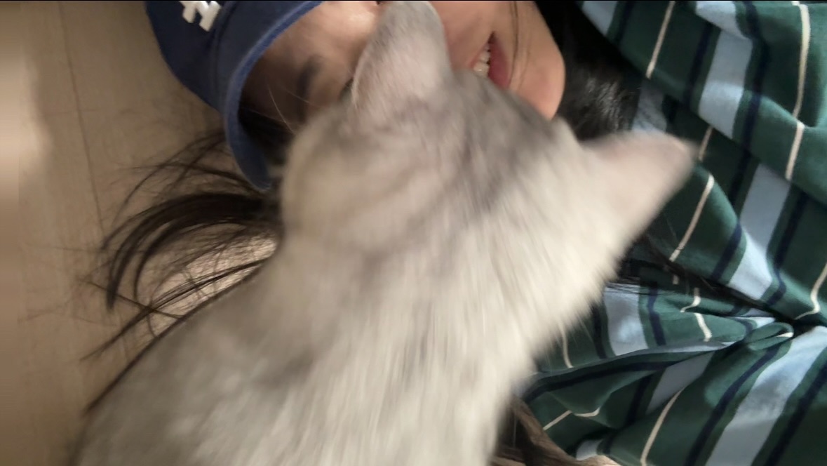 국힙 고양이 맞다이 신청