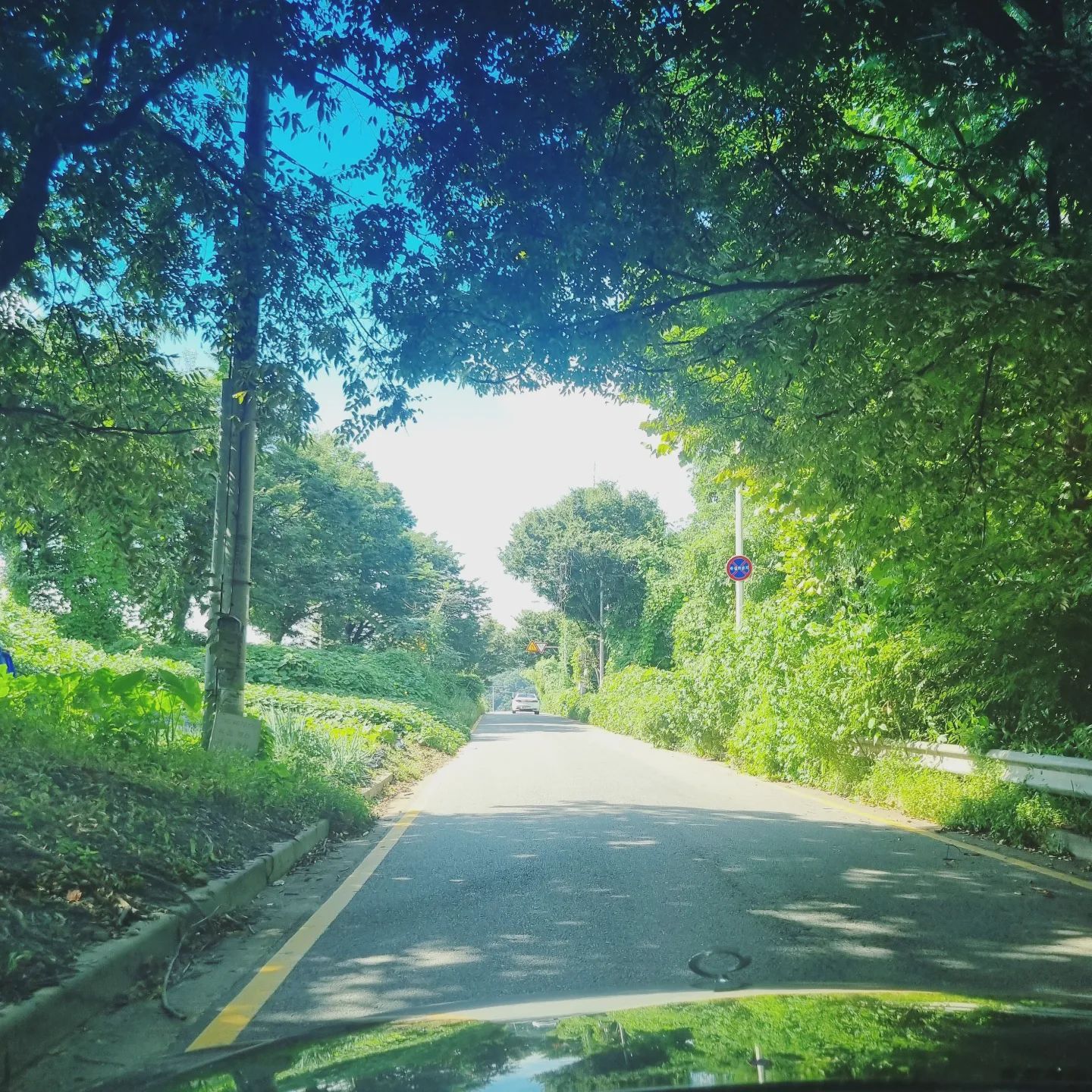 푸른 나무터널 사이 🌳 🌳 

드라이브 하기 좋은 곳 💚

#여름끝자락 #나무터널길🌳