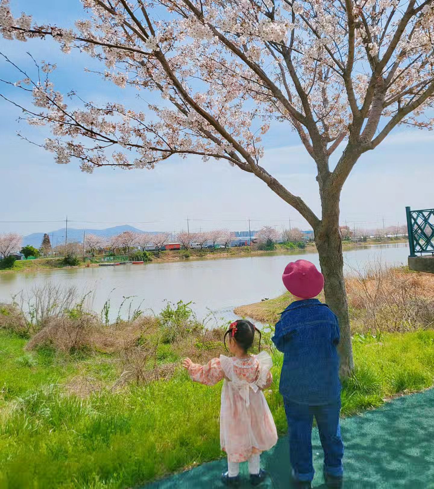 🌸사람 없는곳 찾다가 벚꽃도 없는곳을 찾아내는 마법🌸
하나는 성공했으니 만족햇🥰
나오늘 좀 괜찮았는데 내사진이 읍네? 🤑