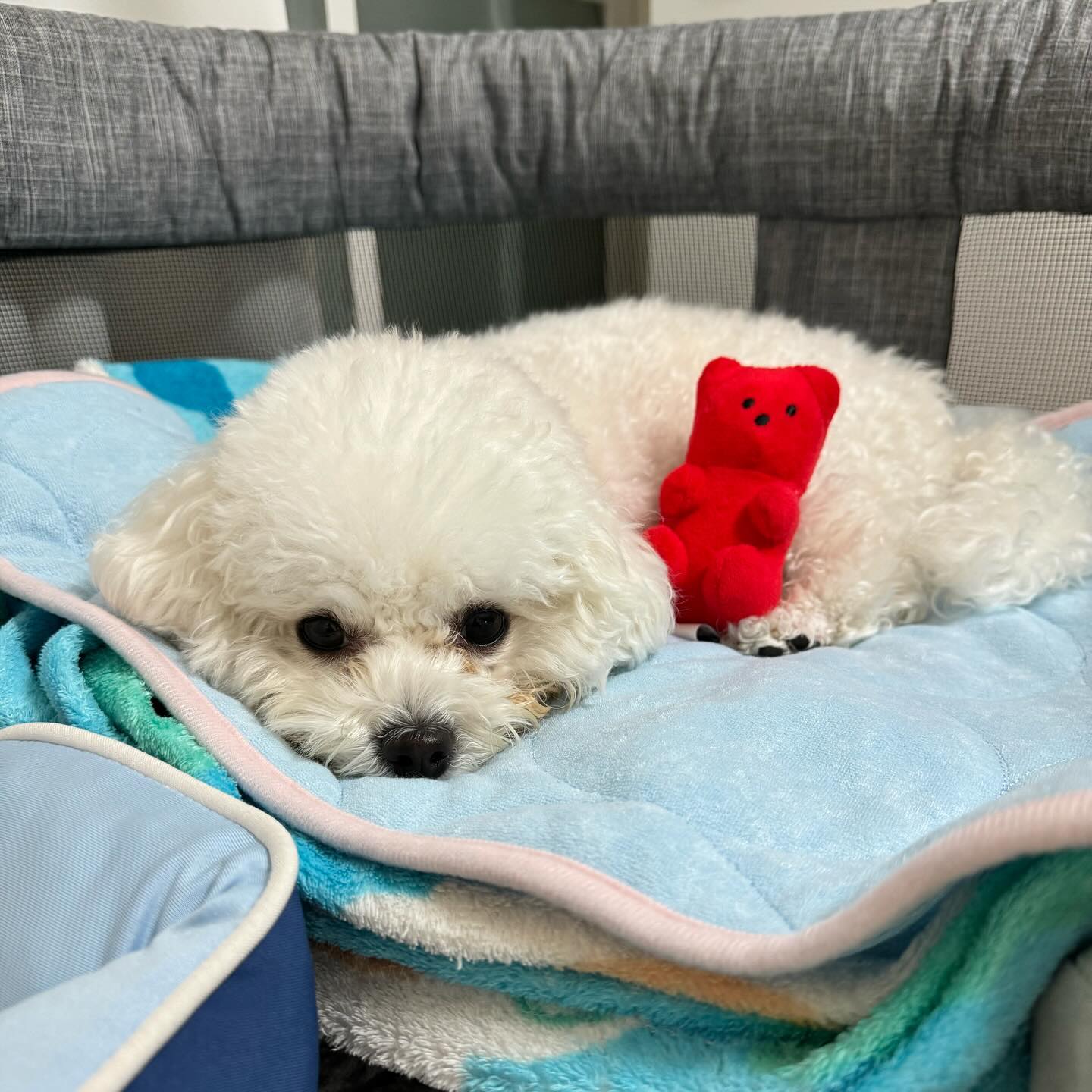 내 꿀잠 메이트 🧸❤️‍🔥