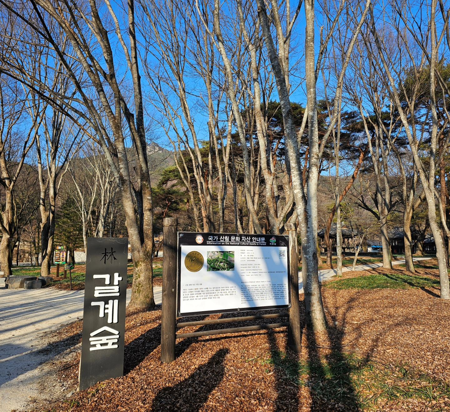 거창에 이런 곳이 있었네요.
산책하기 좋은 #갈계숲 소나무, 느티나무, 느릅나무등으로 이루어진 숲이에요.

거창여행하며 가볼만한곳 다니다 숙소는 #북상면 #갈계리 자리한 #숲옛마을 펜션을 이용했는데 주변에 #힐링 되는 숲길이 있어 걷게되었네요. 
아침 산책하고 #일오식당 토란국으로 아침을 먹었어요.
토란국 너무 맛좋았는데 알고보니 1982년부터 이자리에서 장사하셨다고 해요.

#숨은여행지 찾은 느낌인데요.
#체험휴양마을 곧 만나게 될 것 같아요.

#거창 #거창여행 #거창가볼만한곳 #이야기가있는마을 #귀농귀촌 #거창군 #거창군농업기술센터