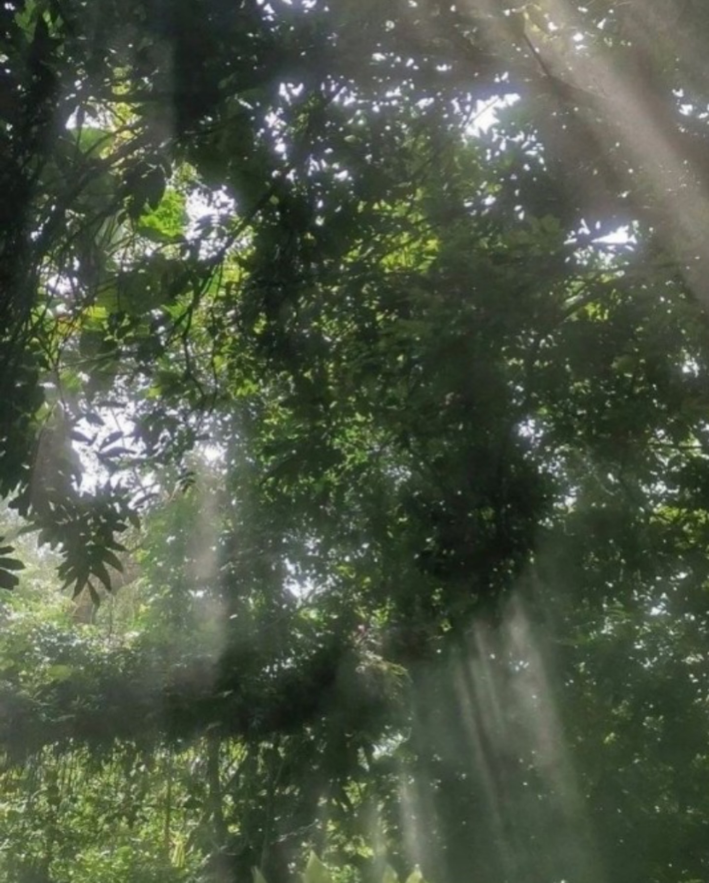 🍃