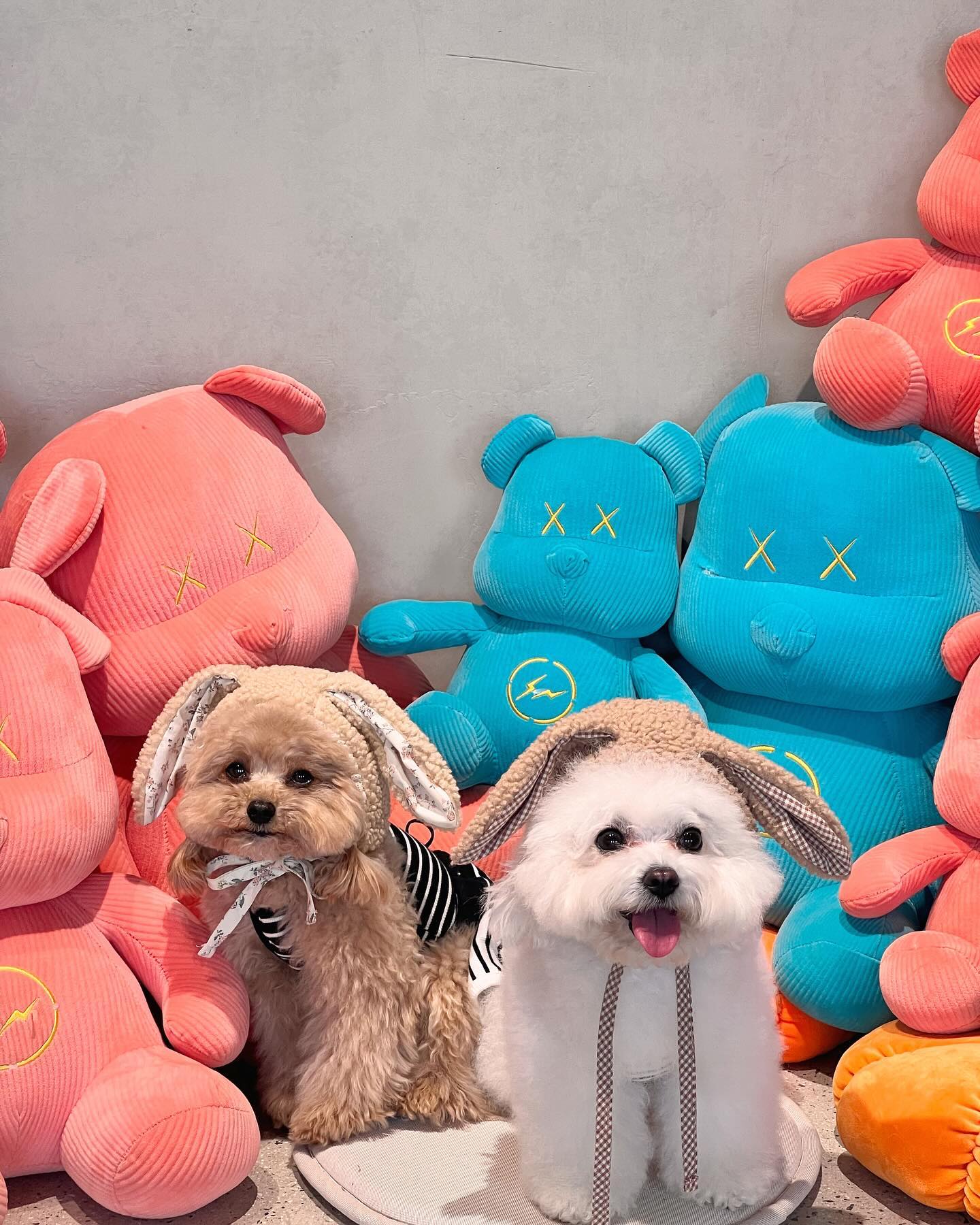 :
모리네집에 토끼 두마리 출몰🐰

🏷️ morihouse_playground 
🏷️ our.s_official